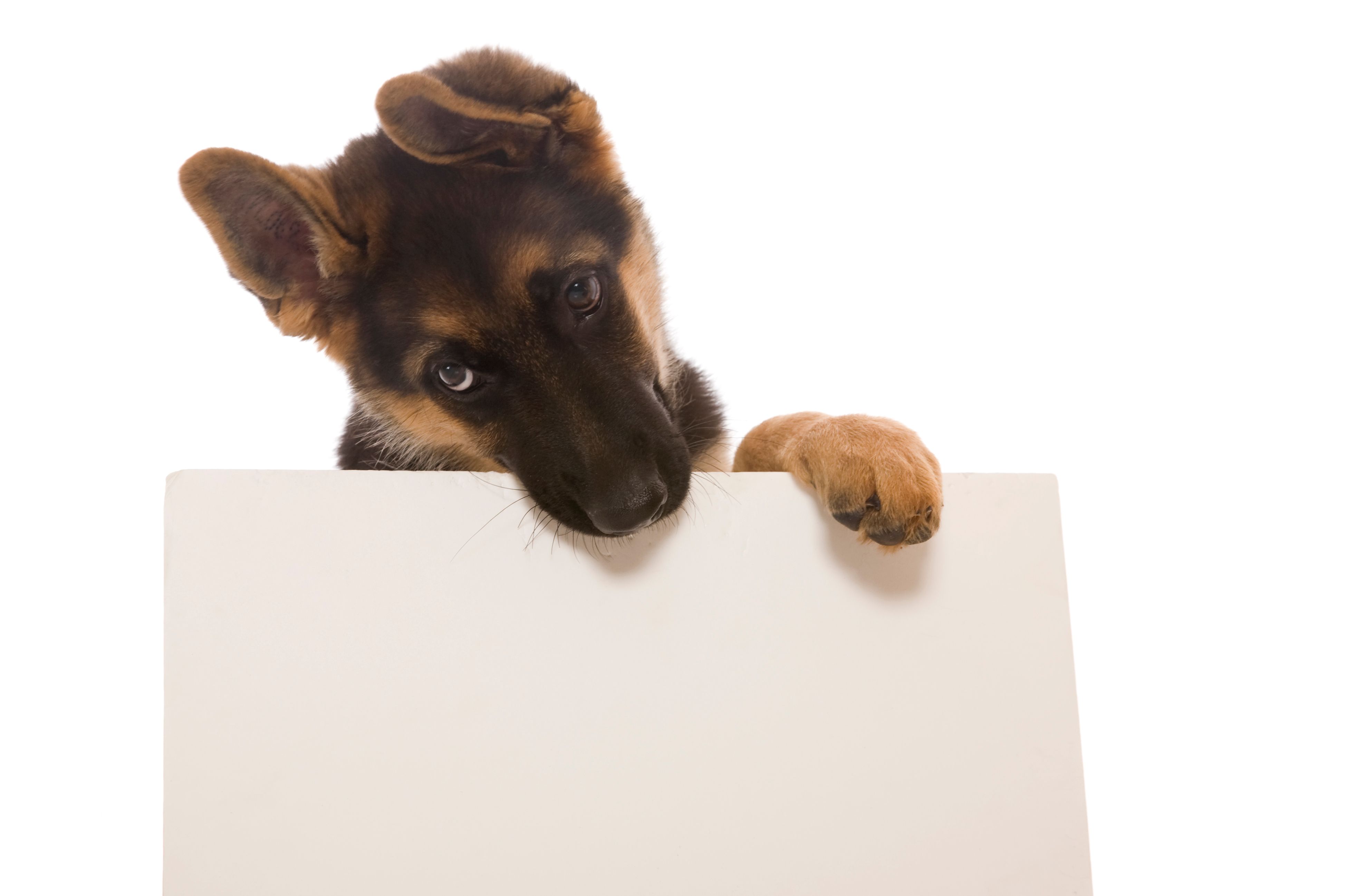 german shepherd puppy supplies