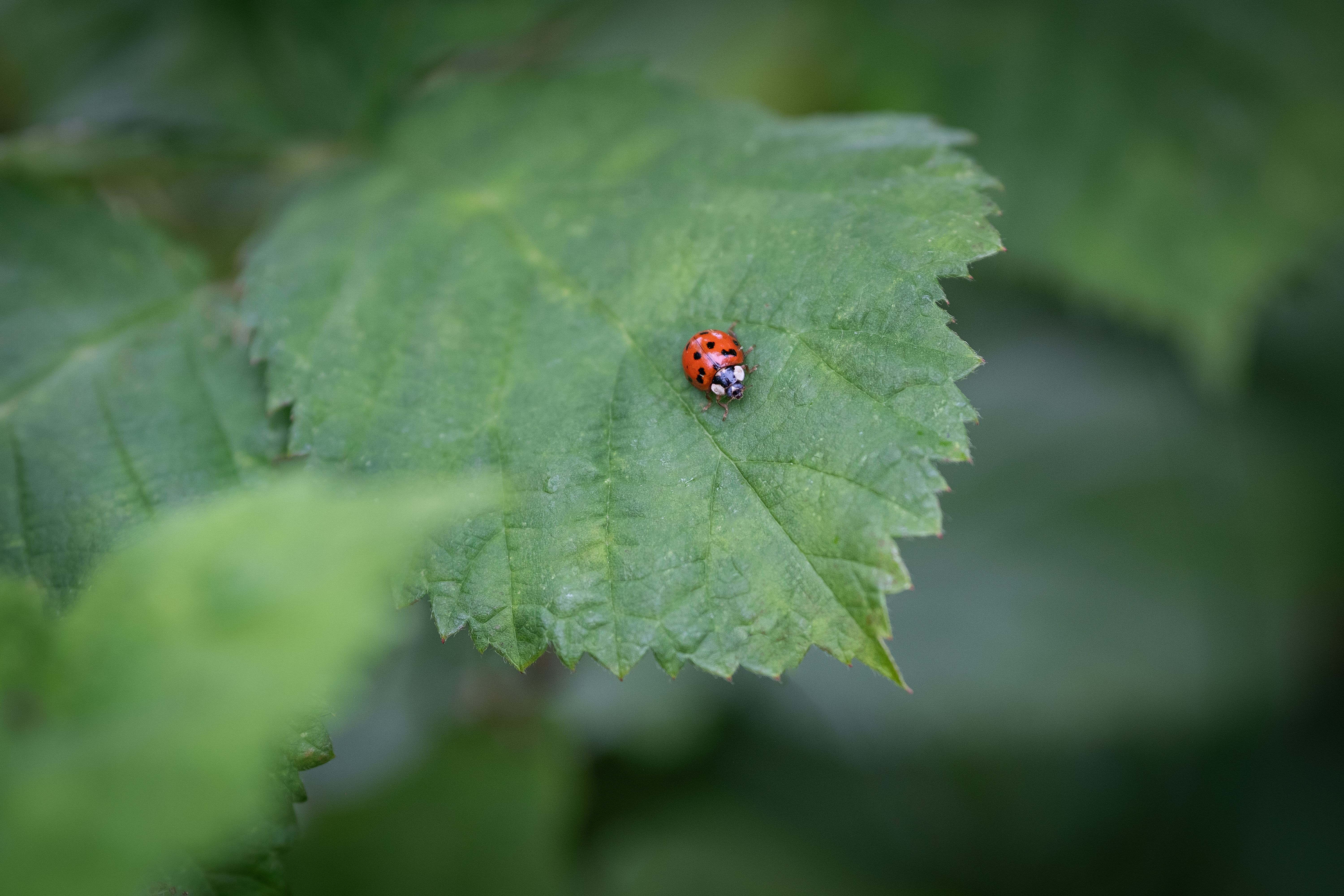 ladybugs on plants