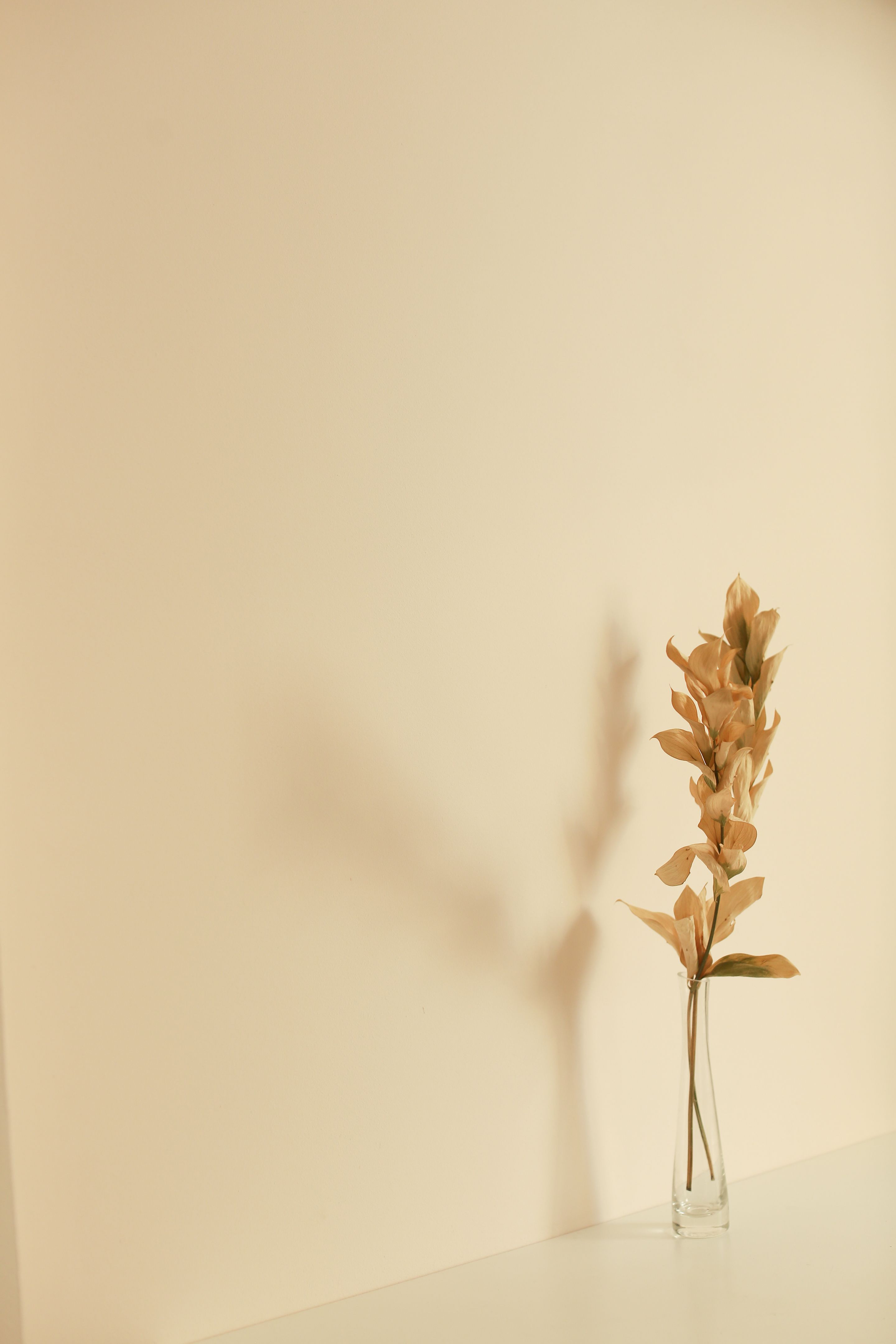 Still life of flowers, vase with dried flowers on a delicate background