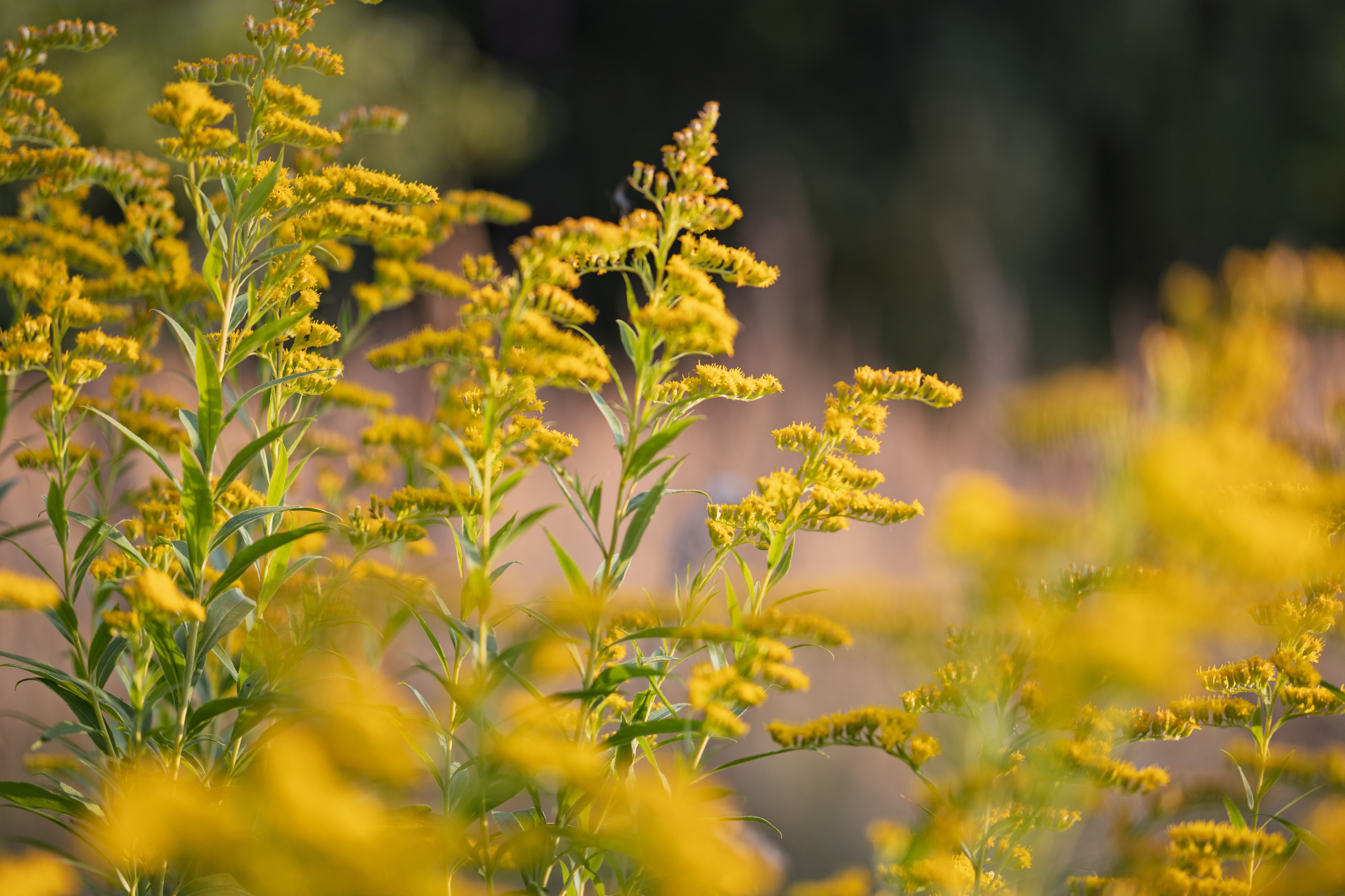 golden valley nature