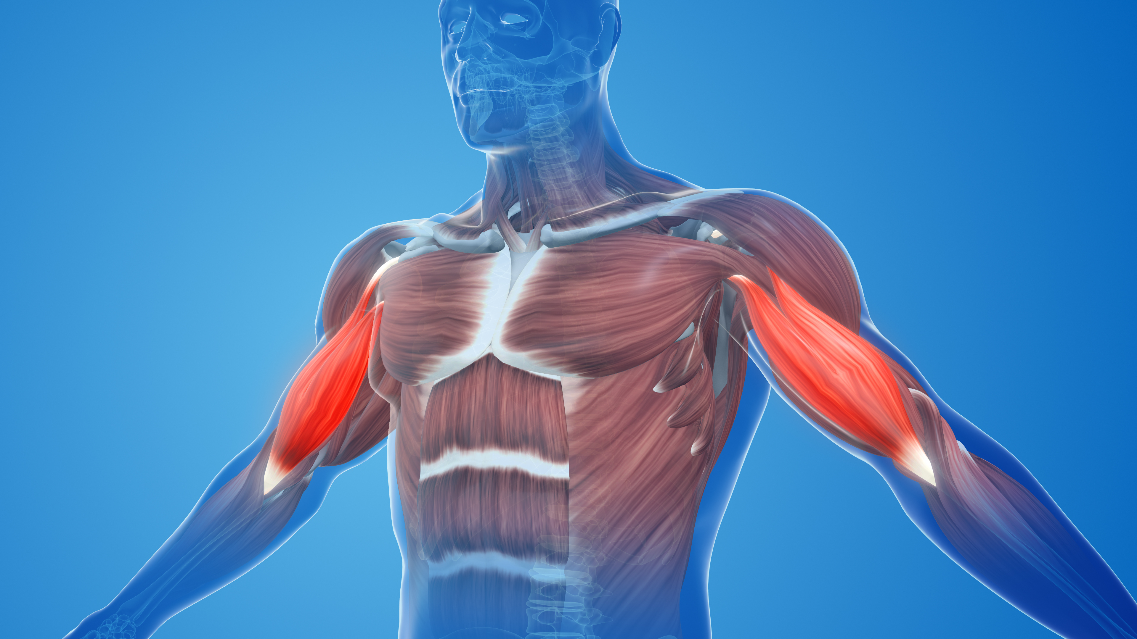 Biceps muscle pain and injury