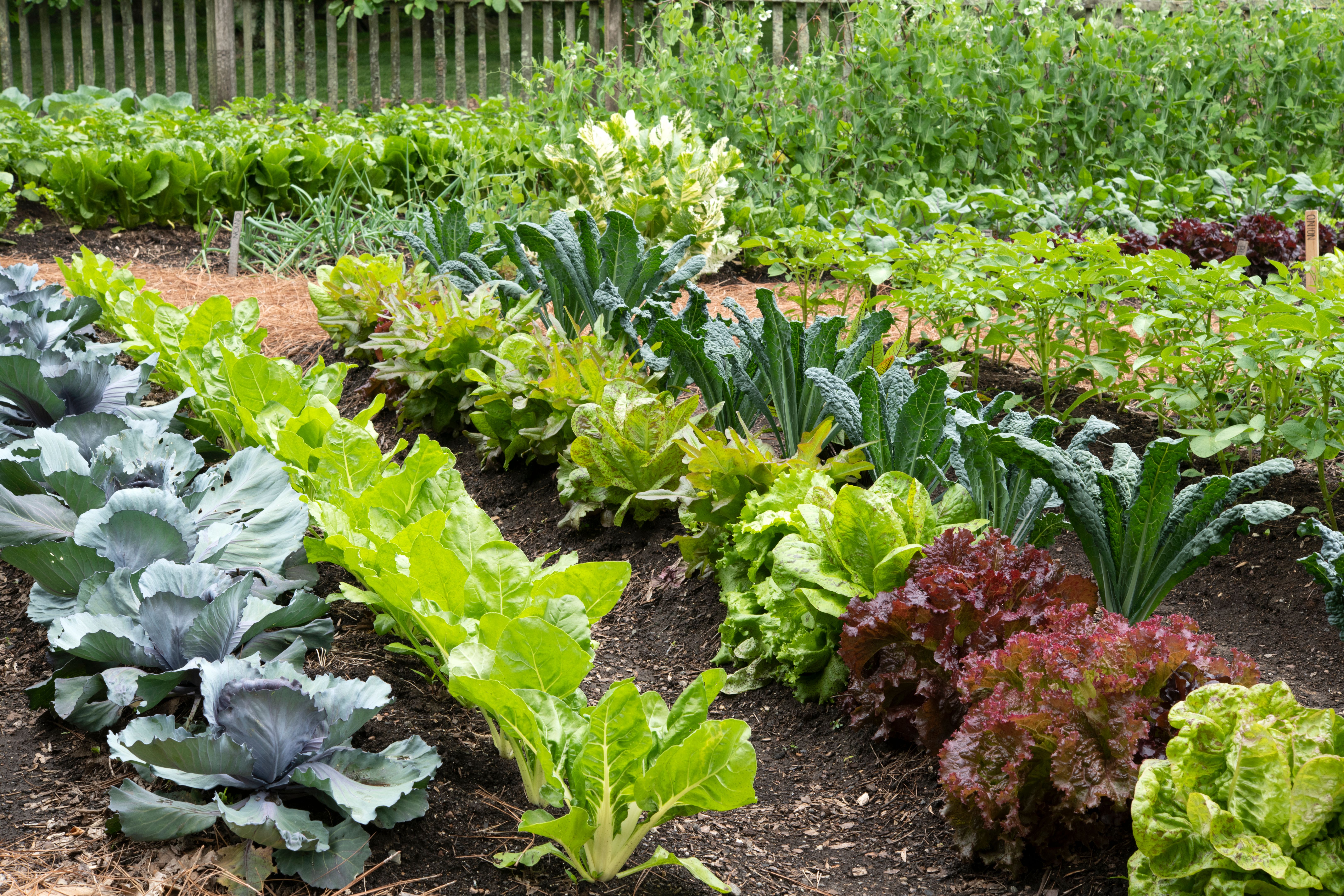 organic garden practices