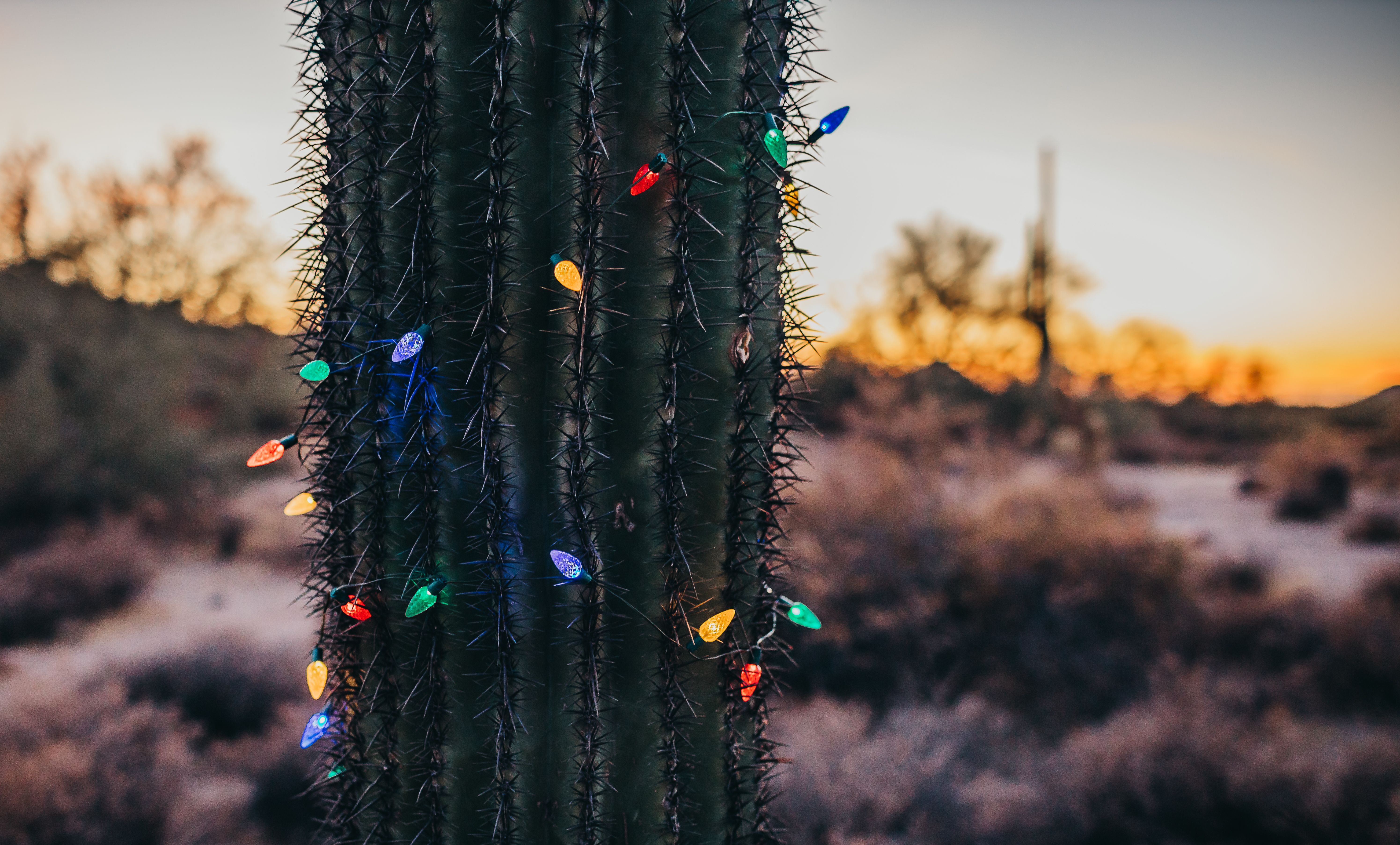 arizona holiday lights