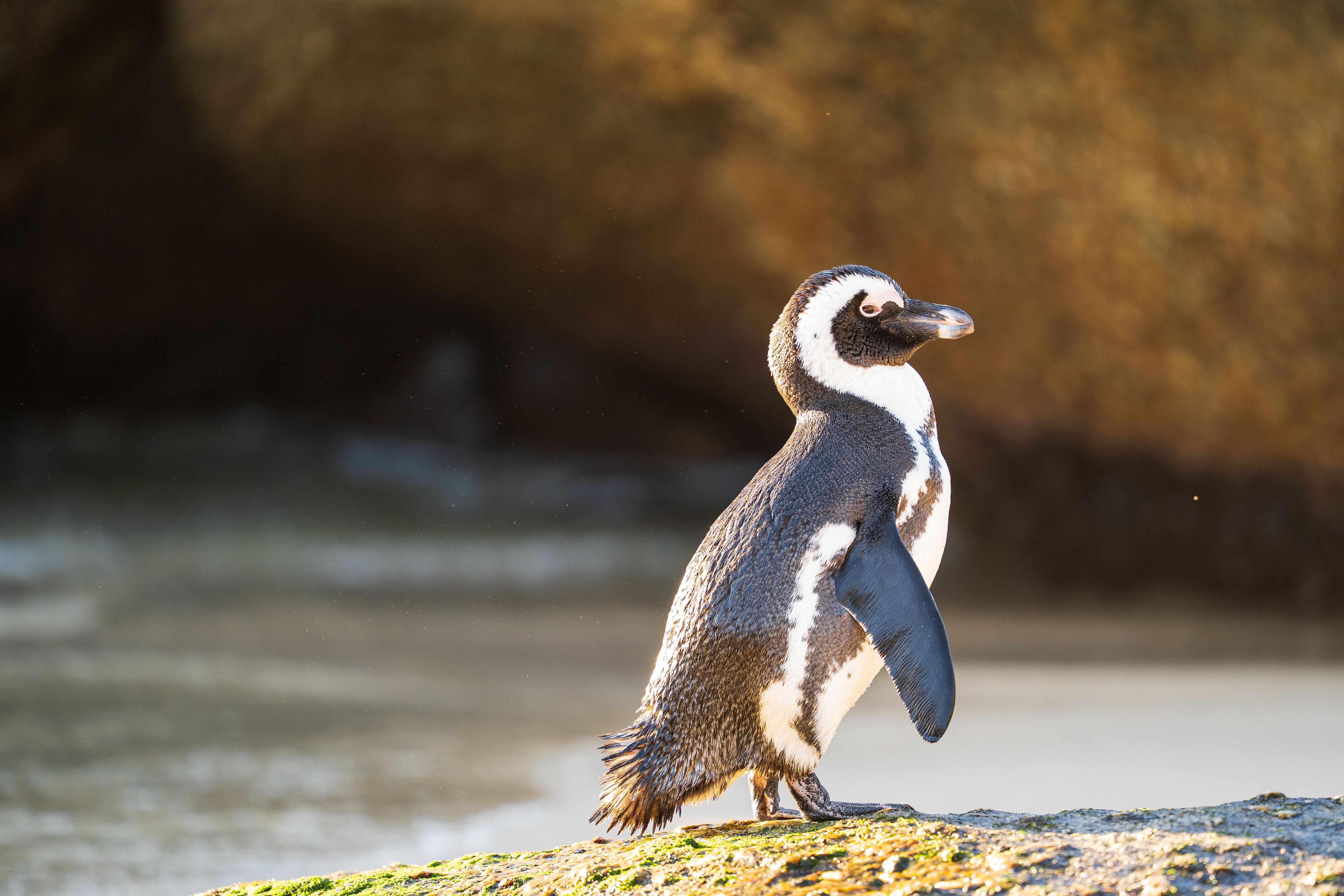 boulders beach penguins