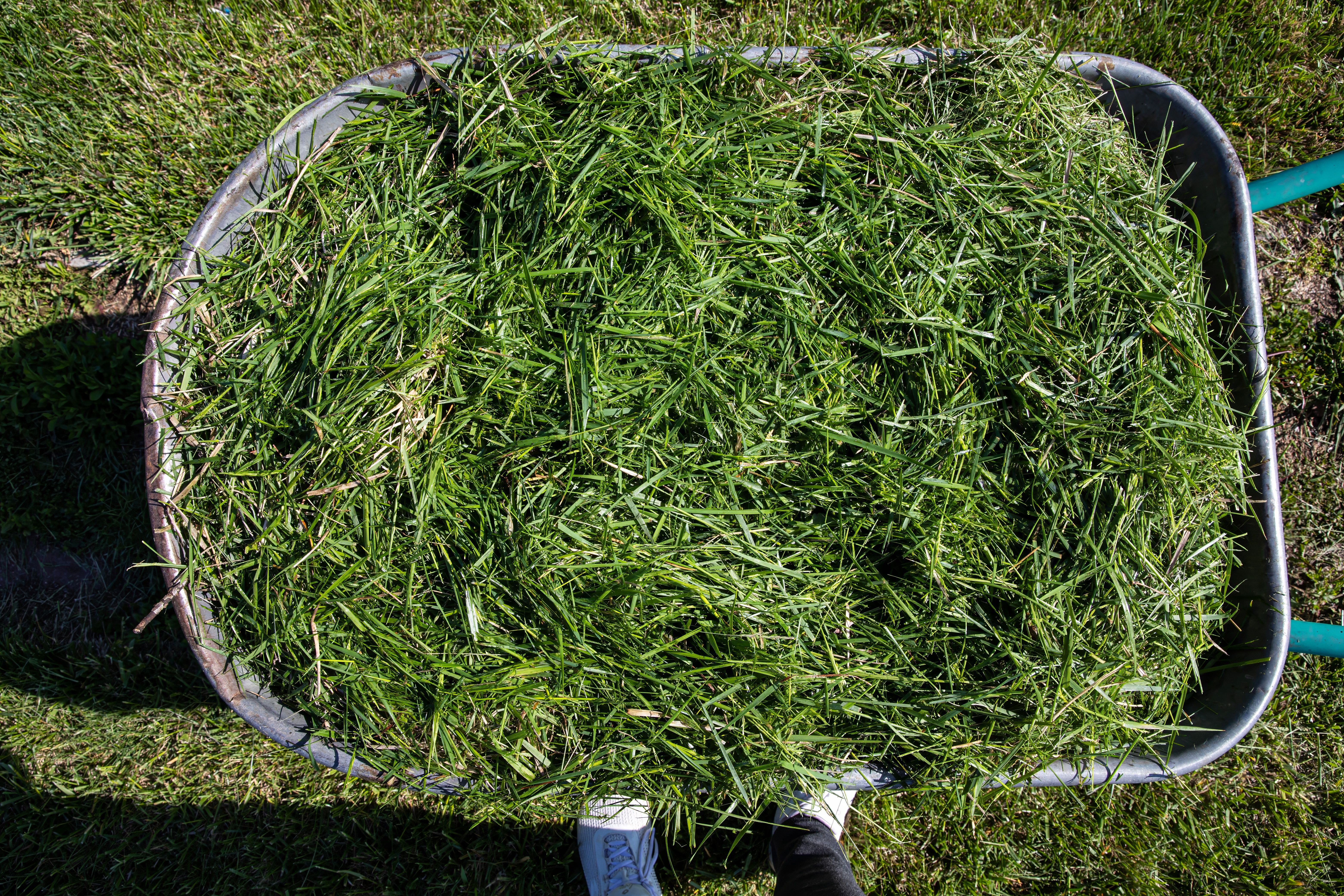 fertilizing lawn
