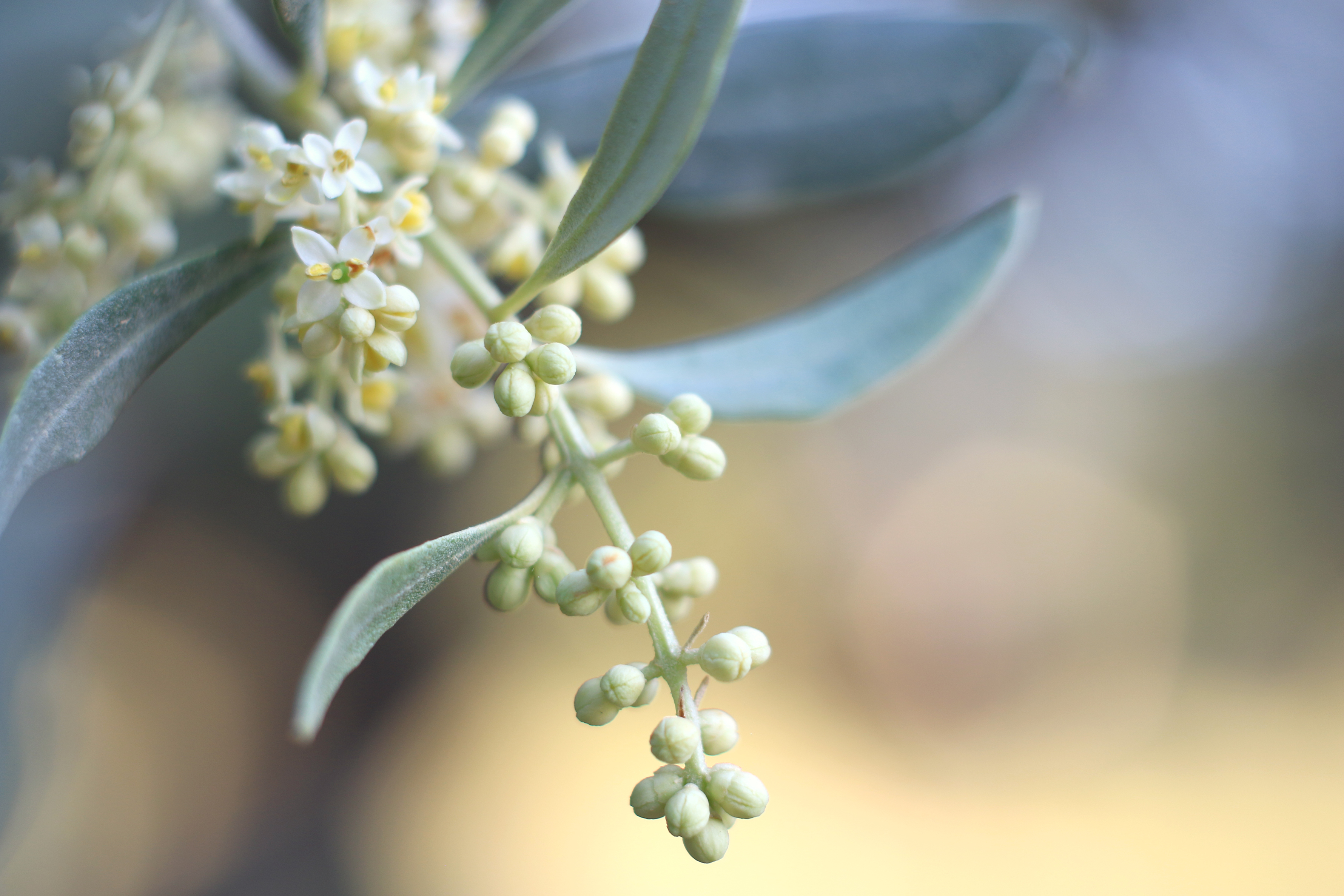 olive flowers