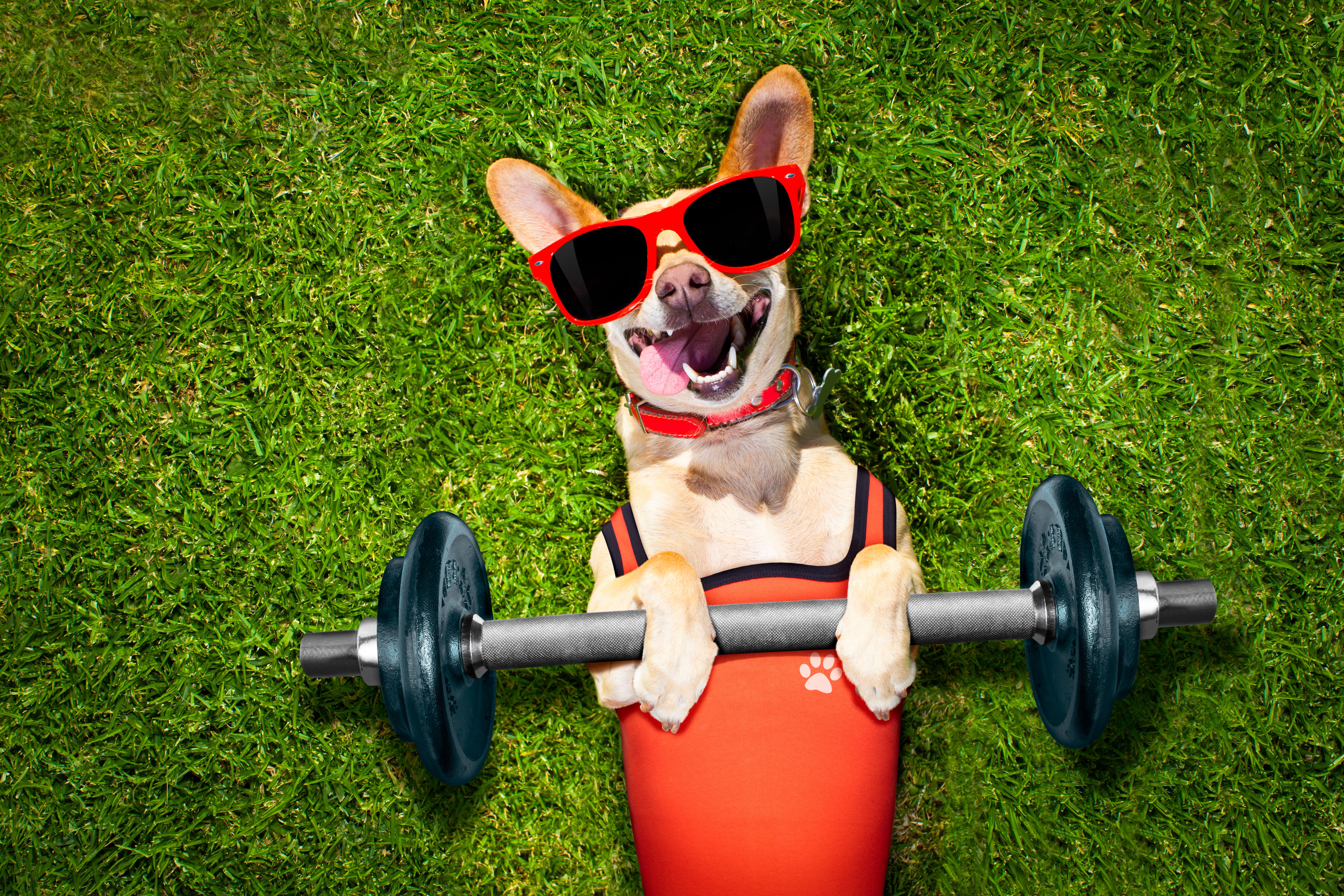 dog exercise