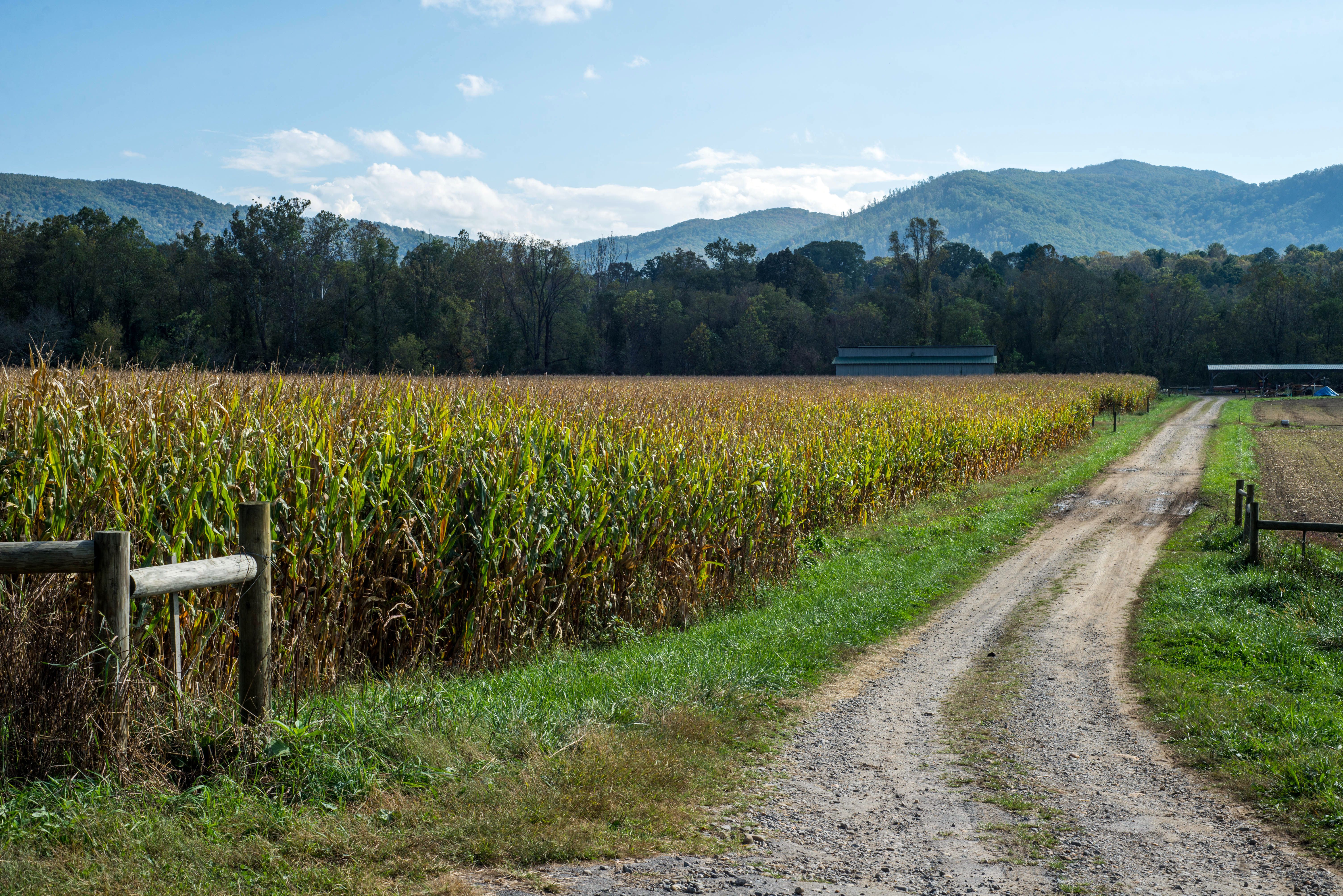 north carolina agriculture