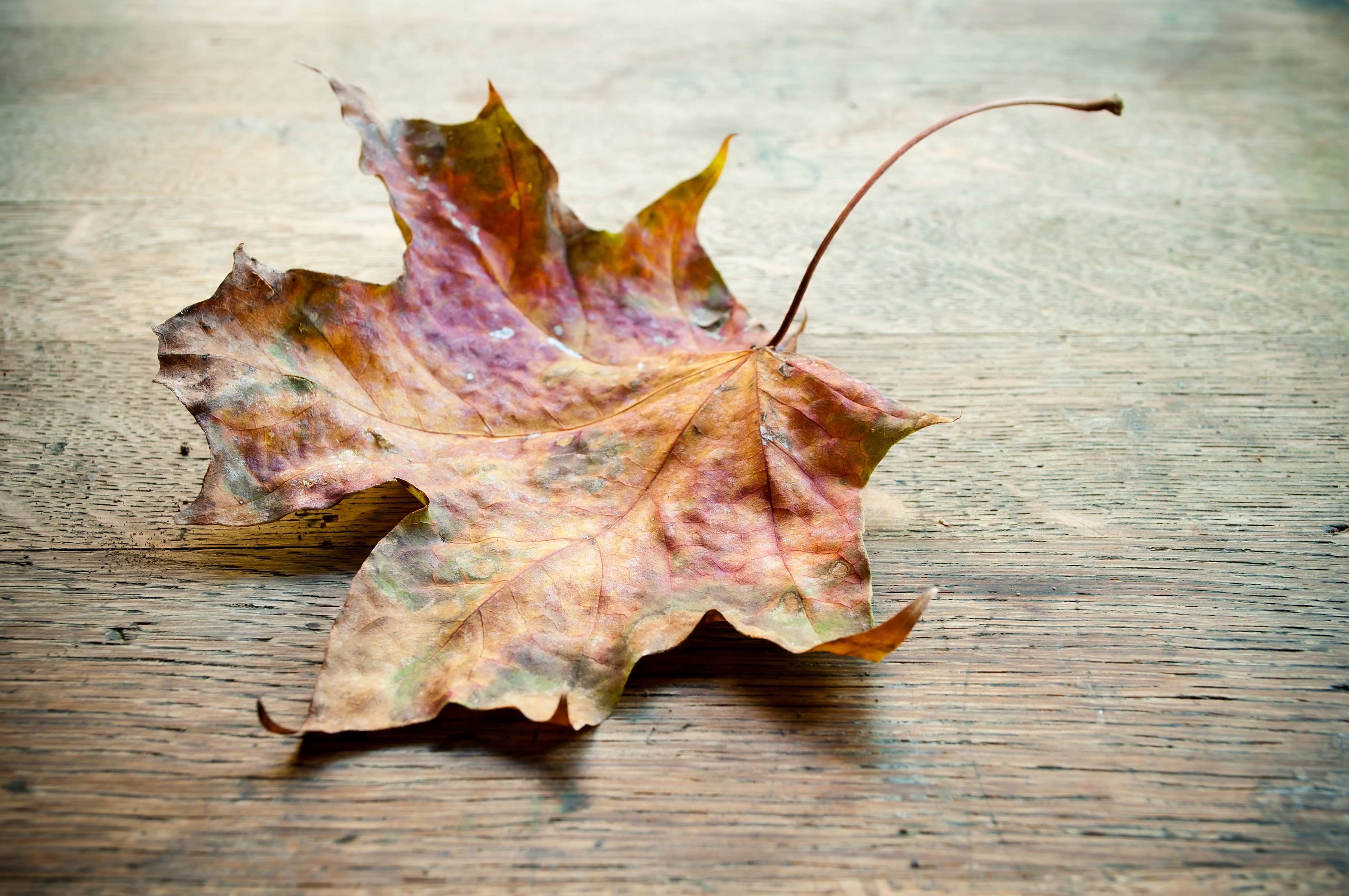autumnal  maple leaf on wooden background