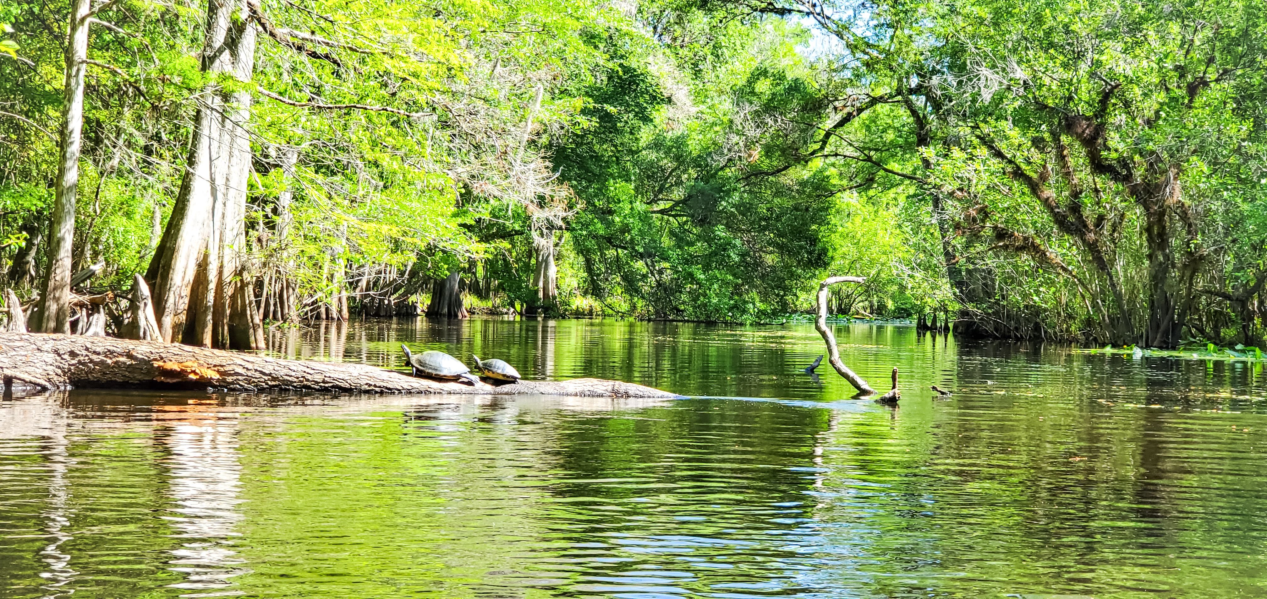 florida conservation