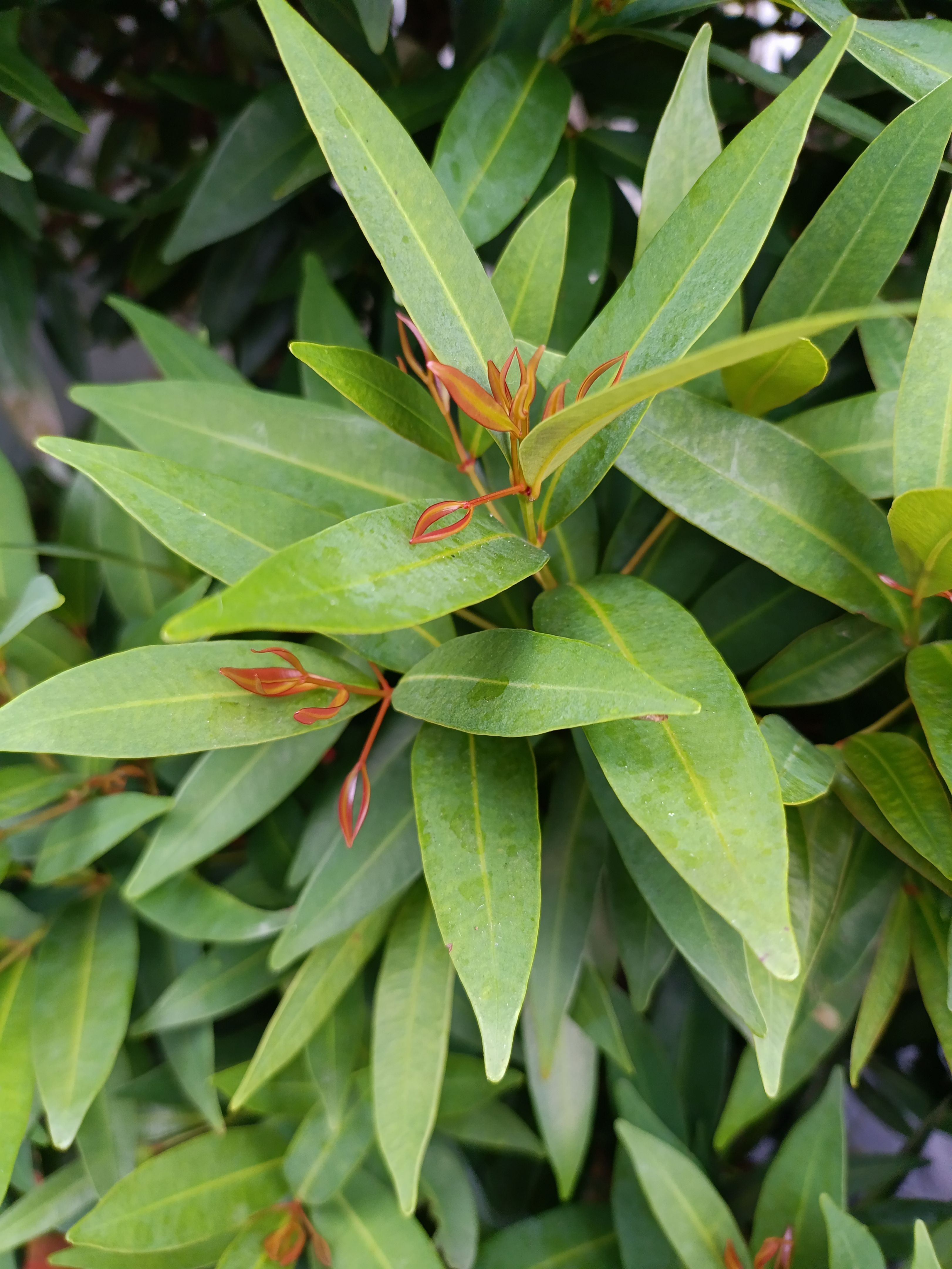 low maintenance plants