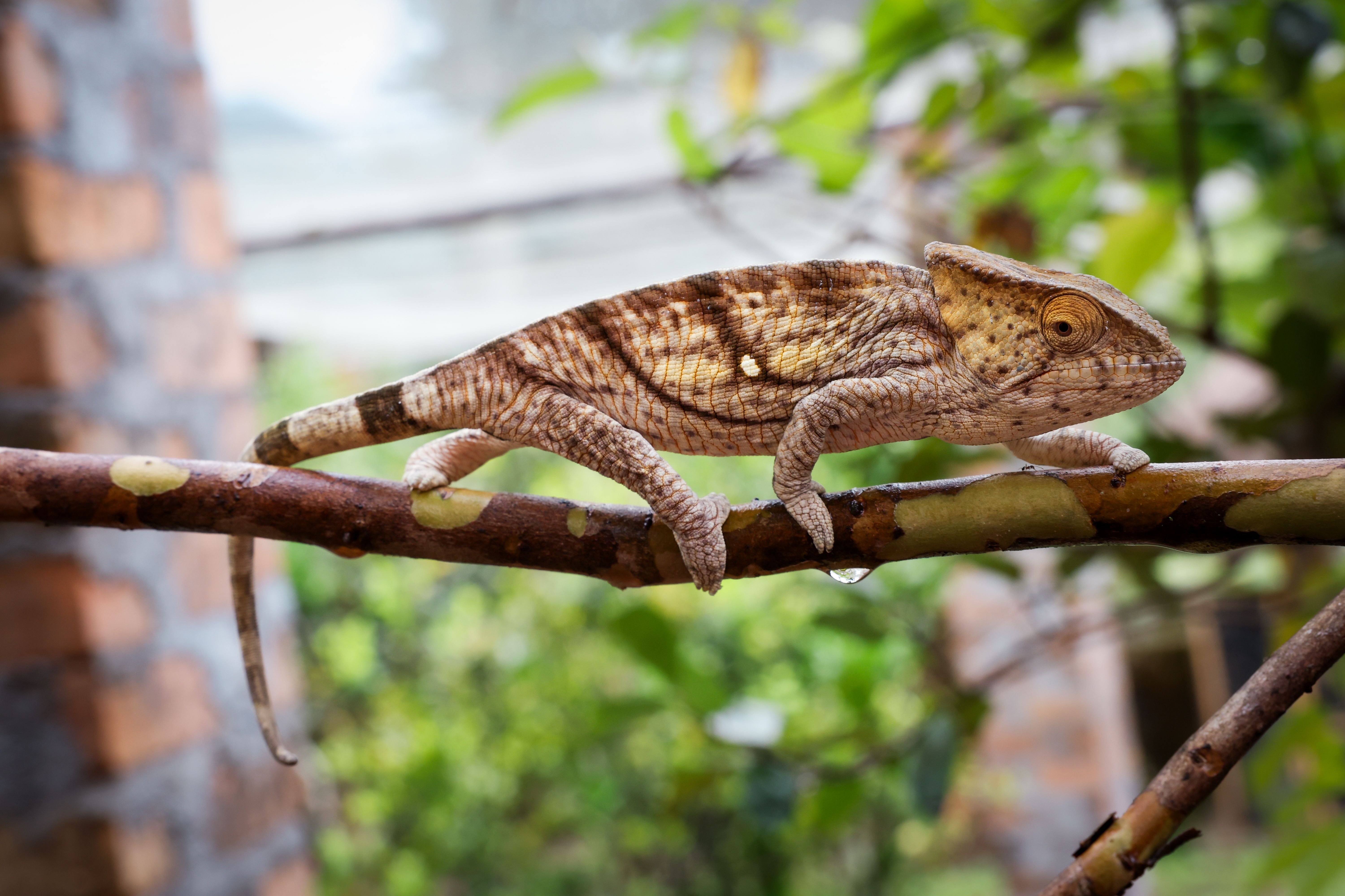 reptile expo