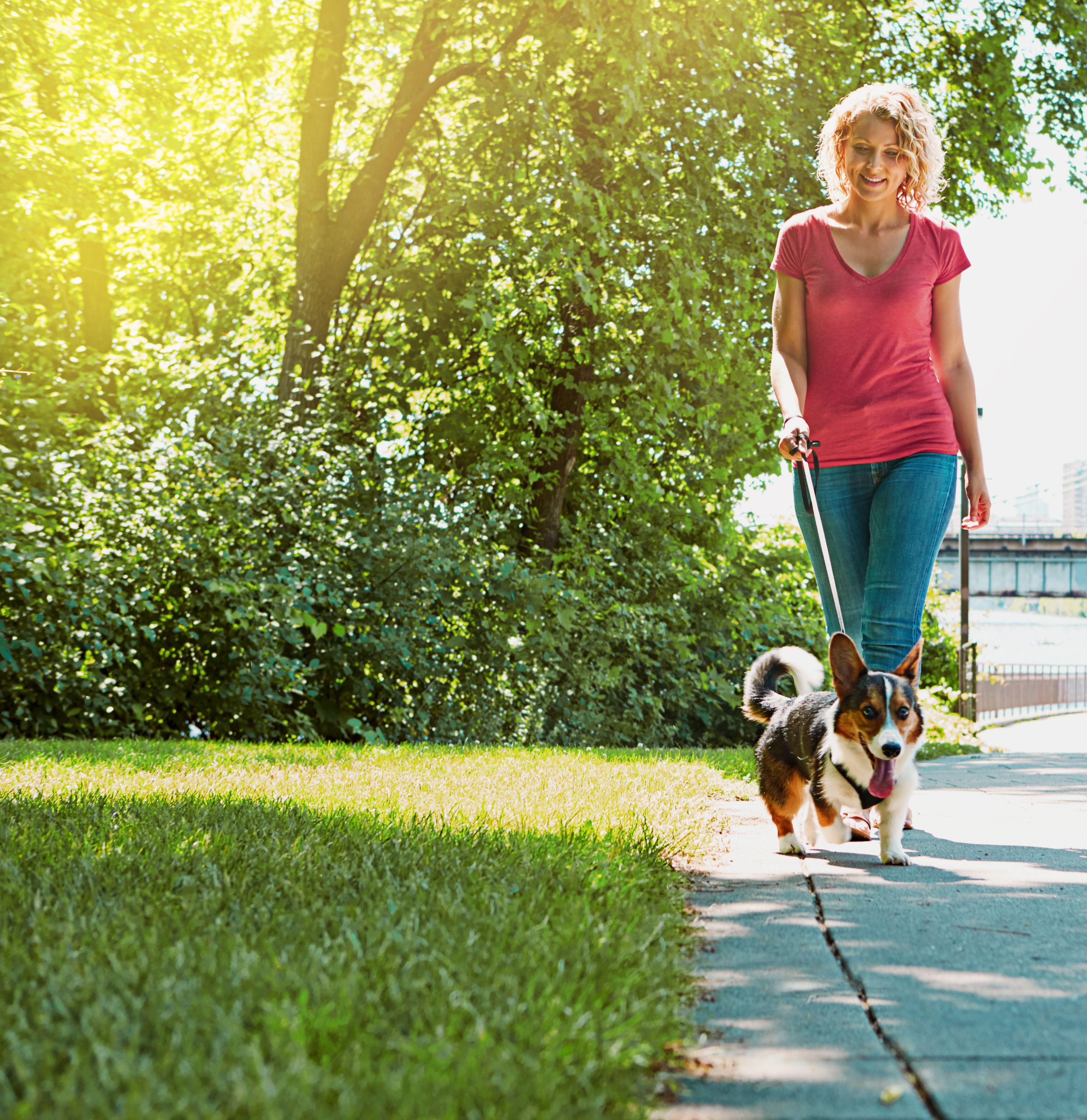 pet walking