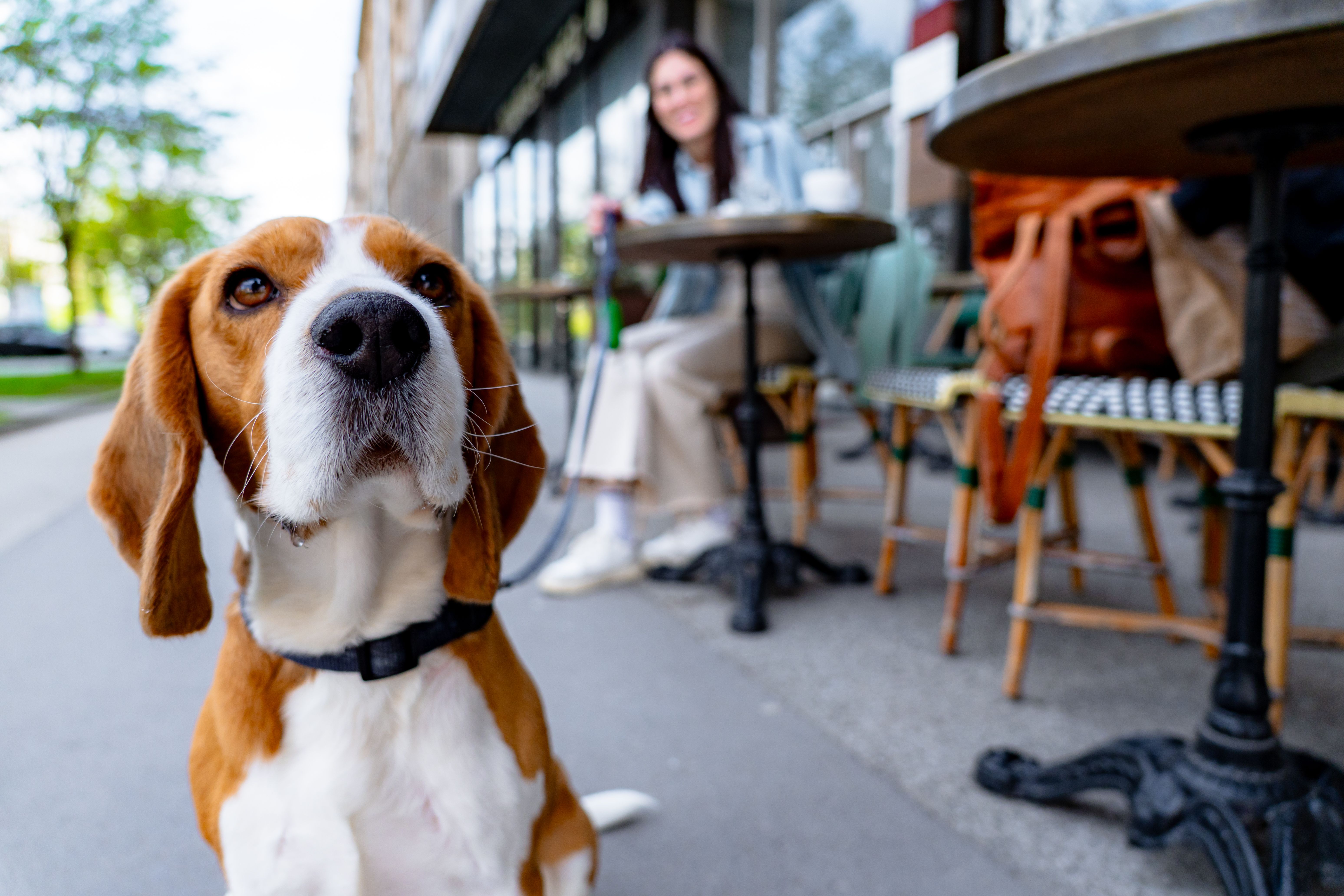 Beagle dog waiting for owner sitting at outdoor cafe in Paris