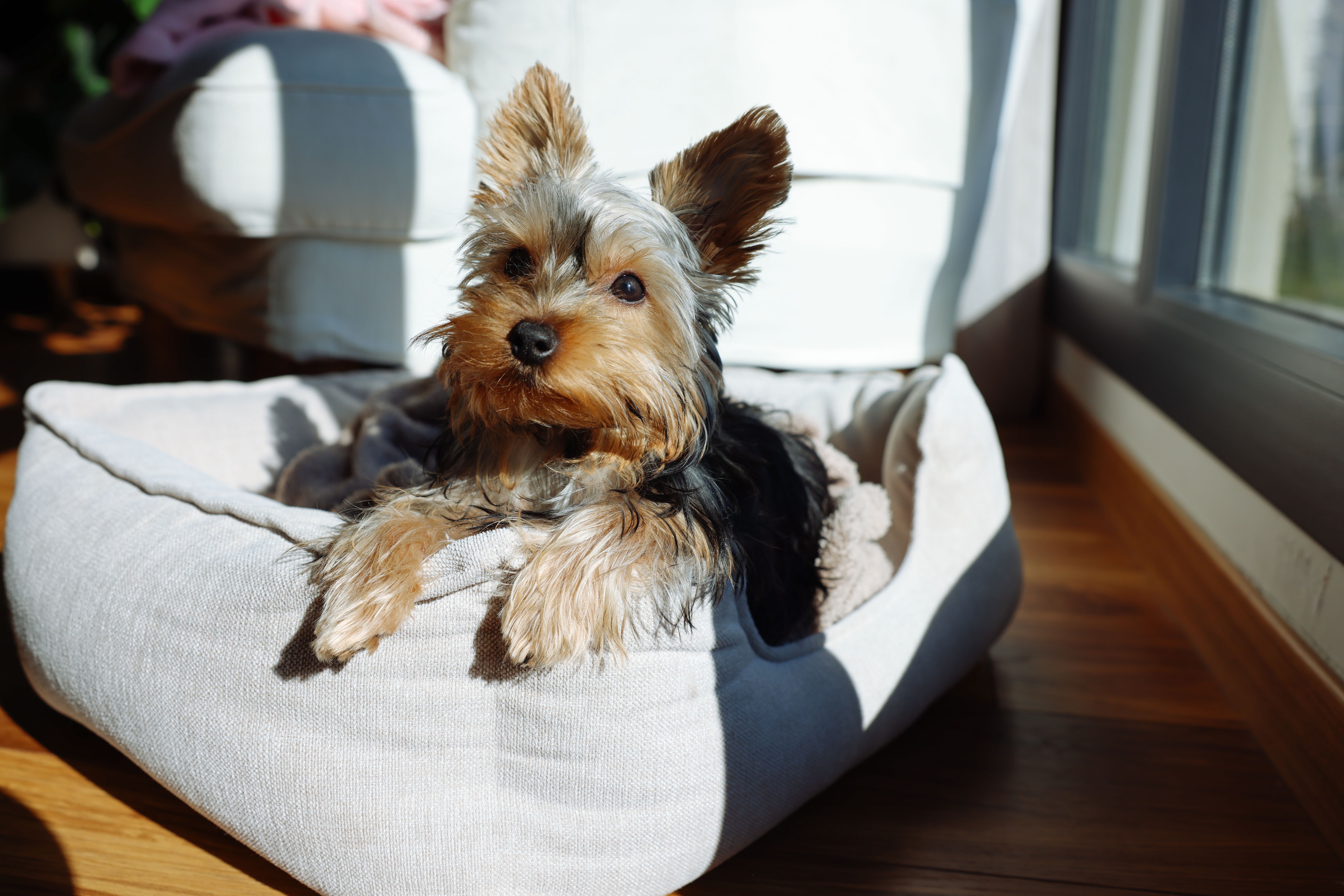 yorkie puppy bed
