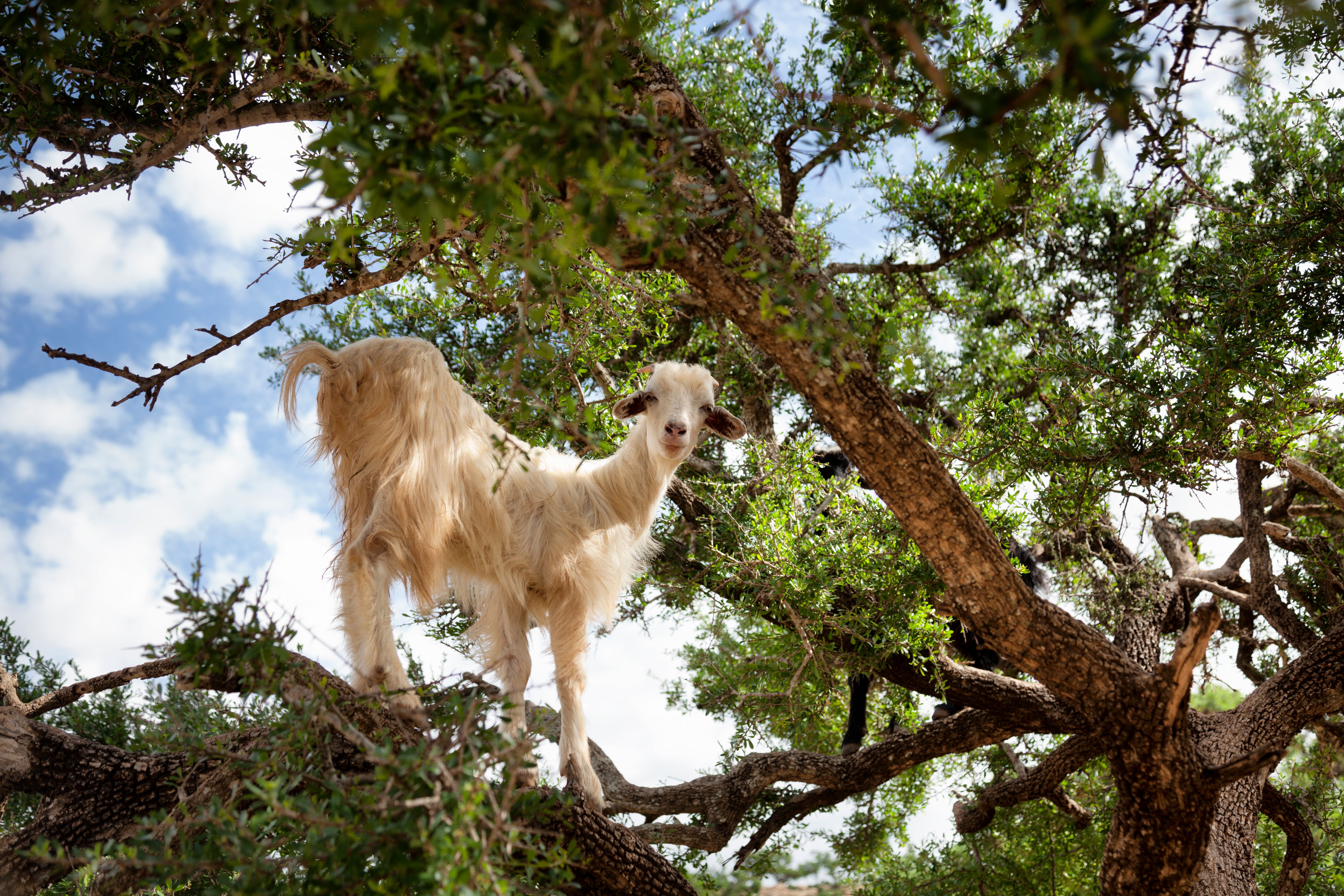 argan trees goats