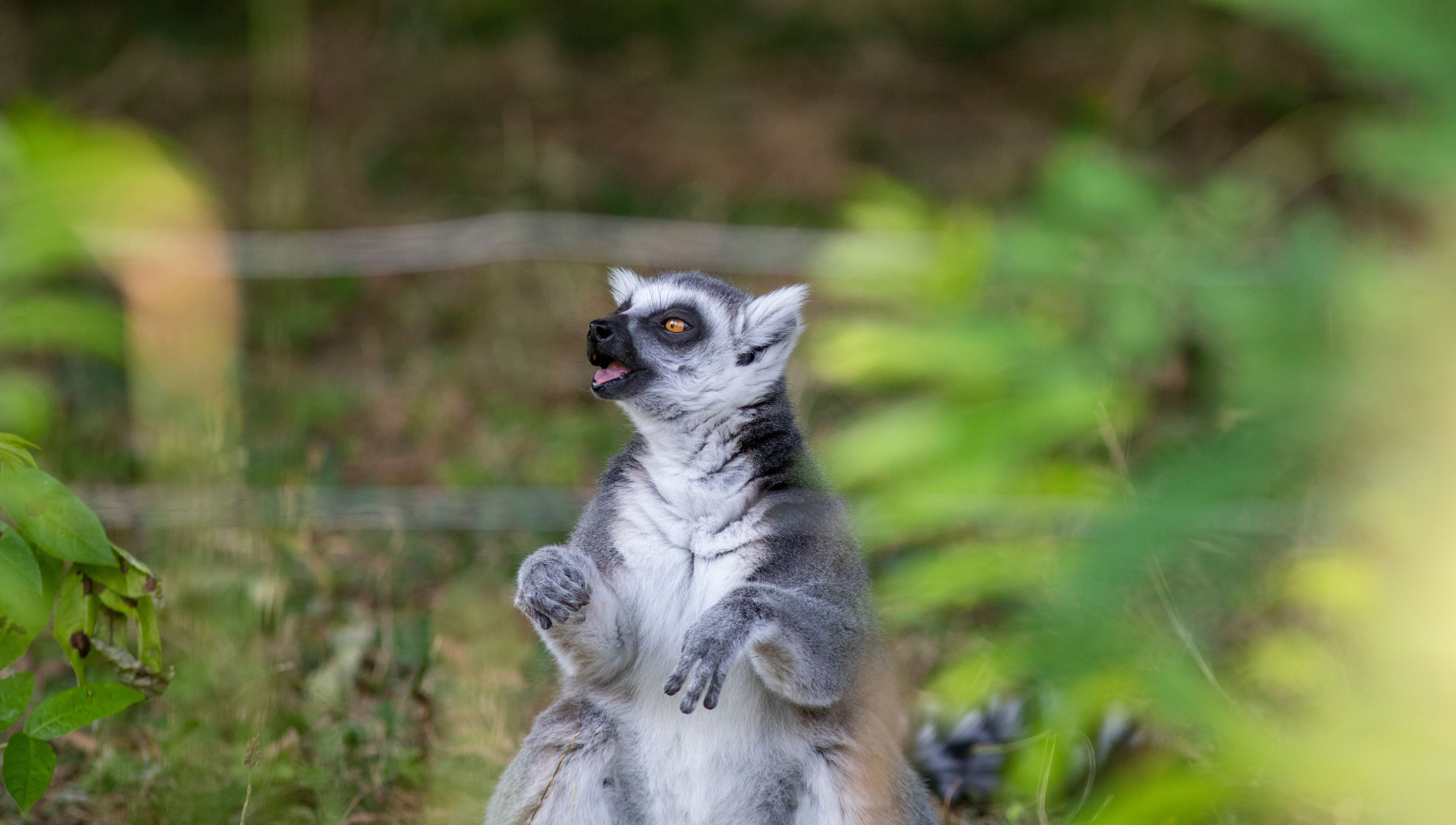 lemurs