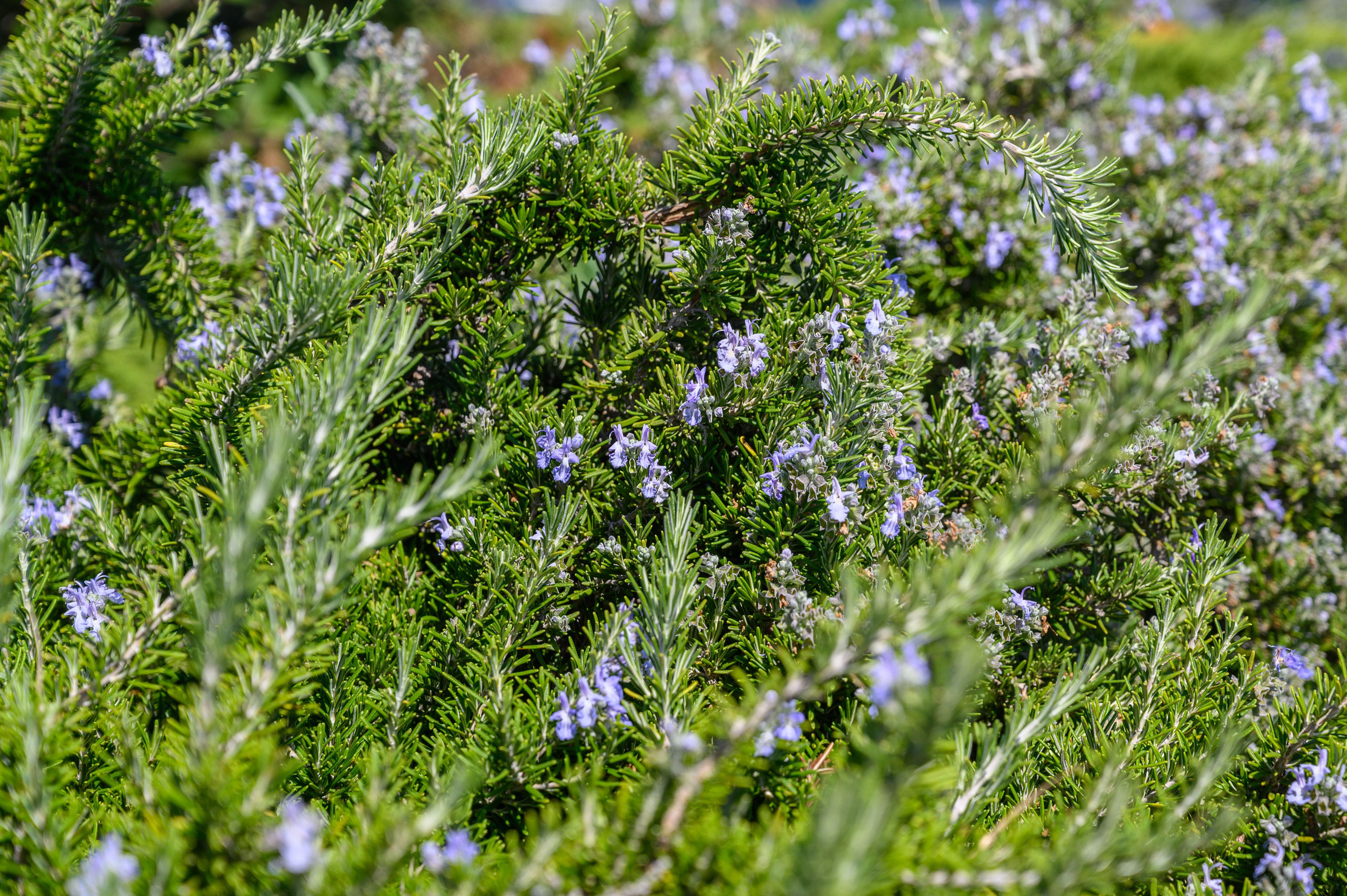 Rosemary bush with blue flowers close-up selective focus