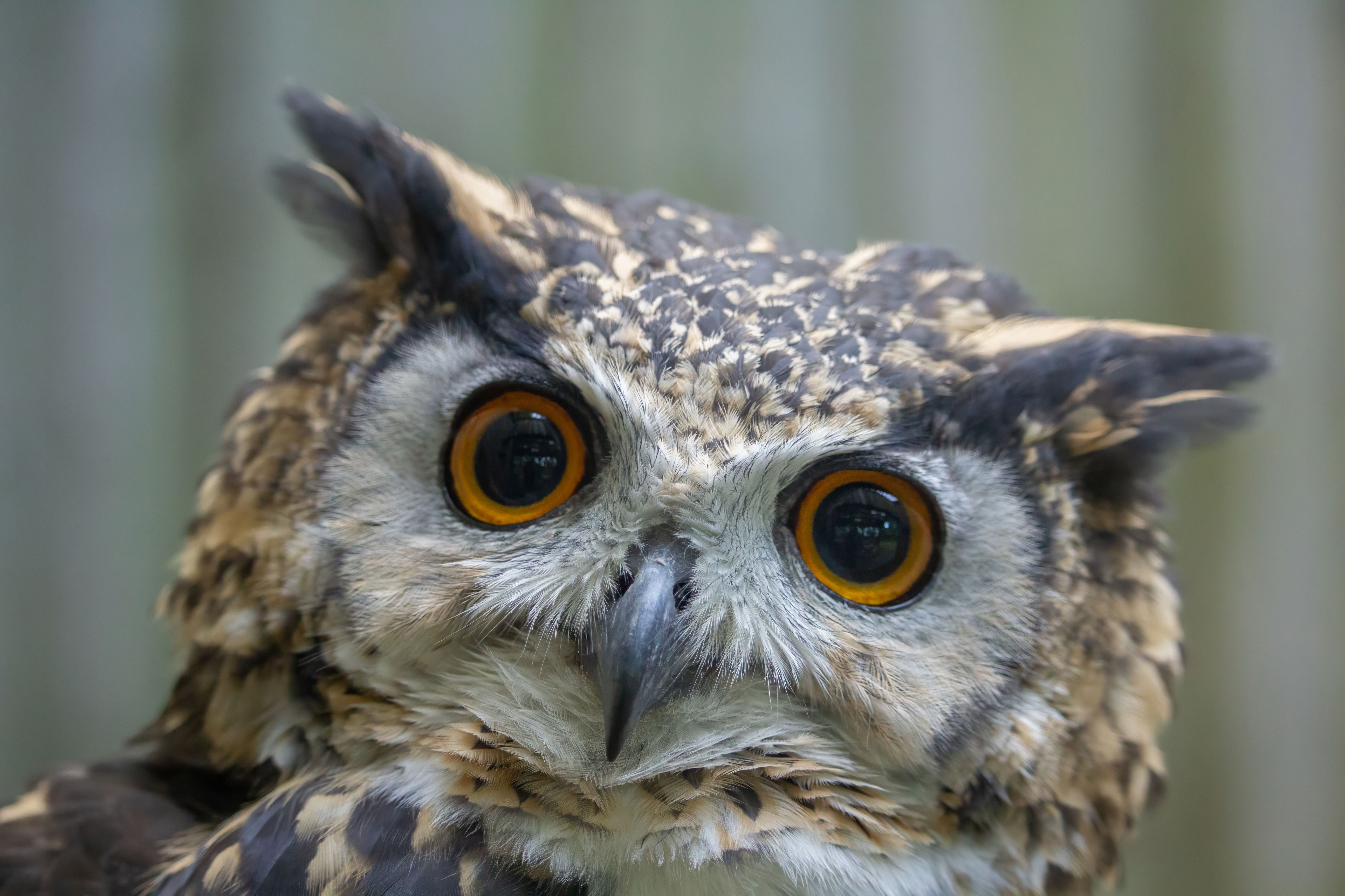 Cape Eagle Owl, bubo capensis