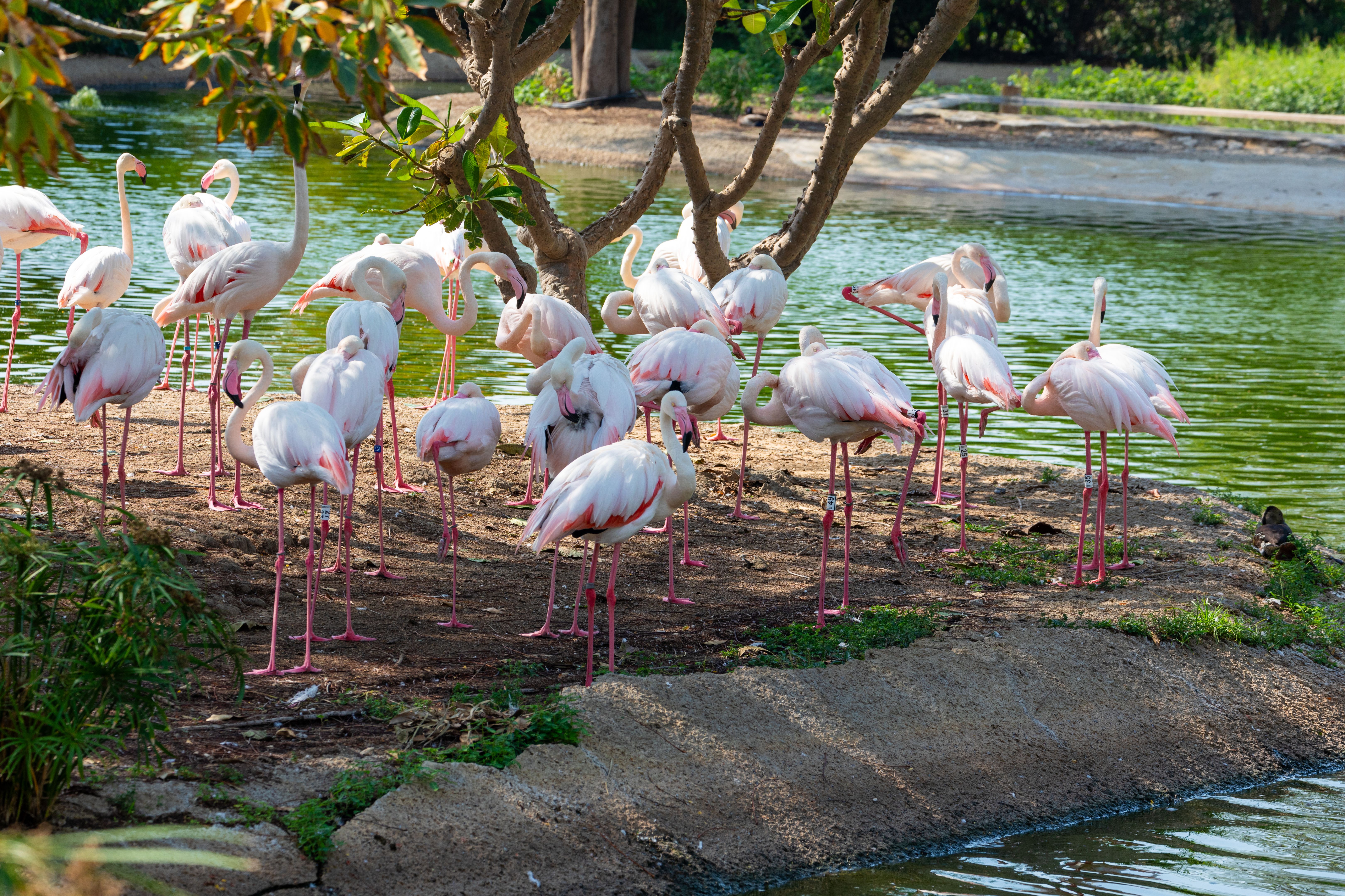 Flock of Flamingos by the Lakeside