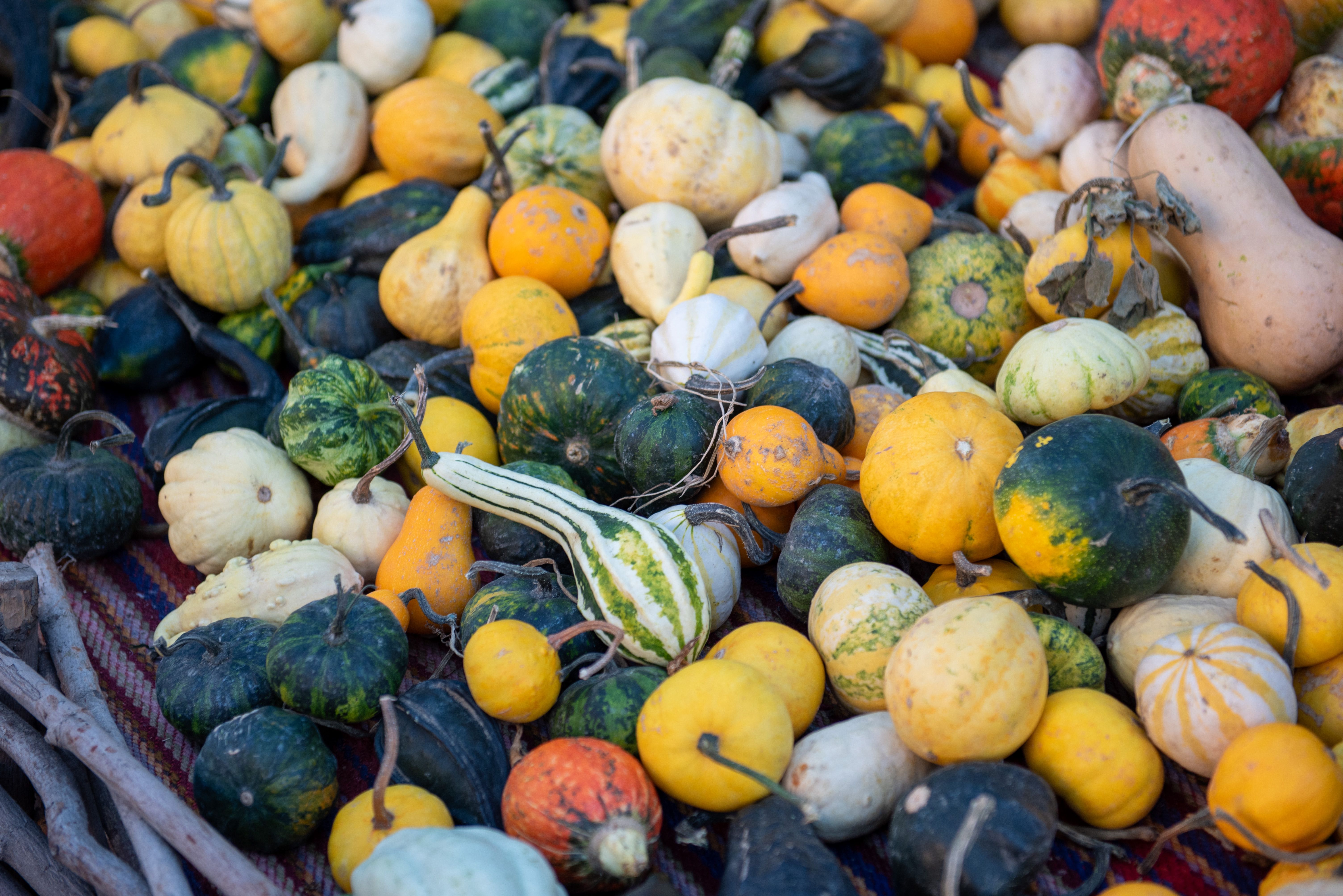 squash varieties