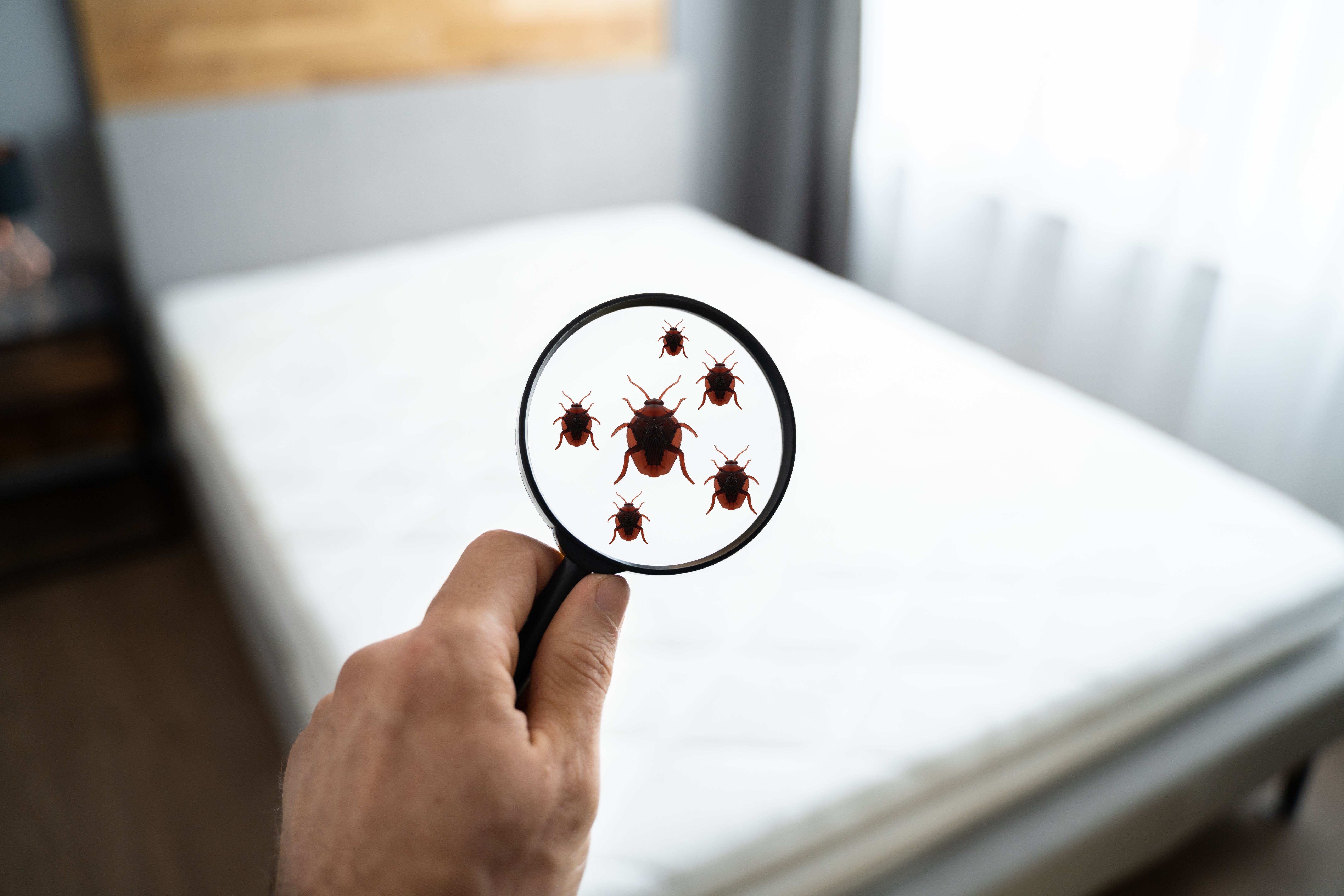 bed bug inspection
