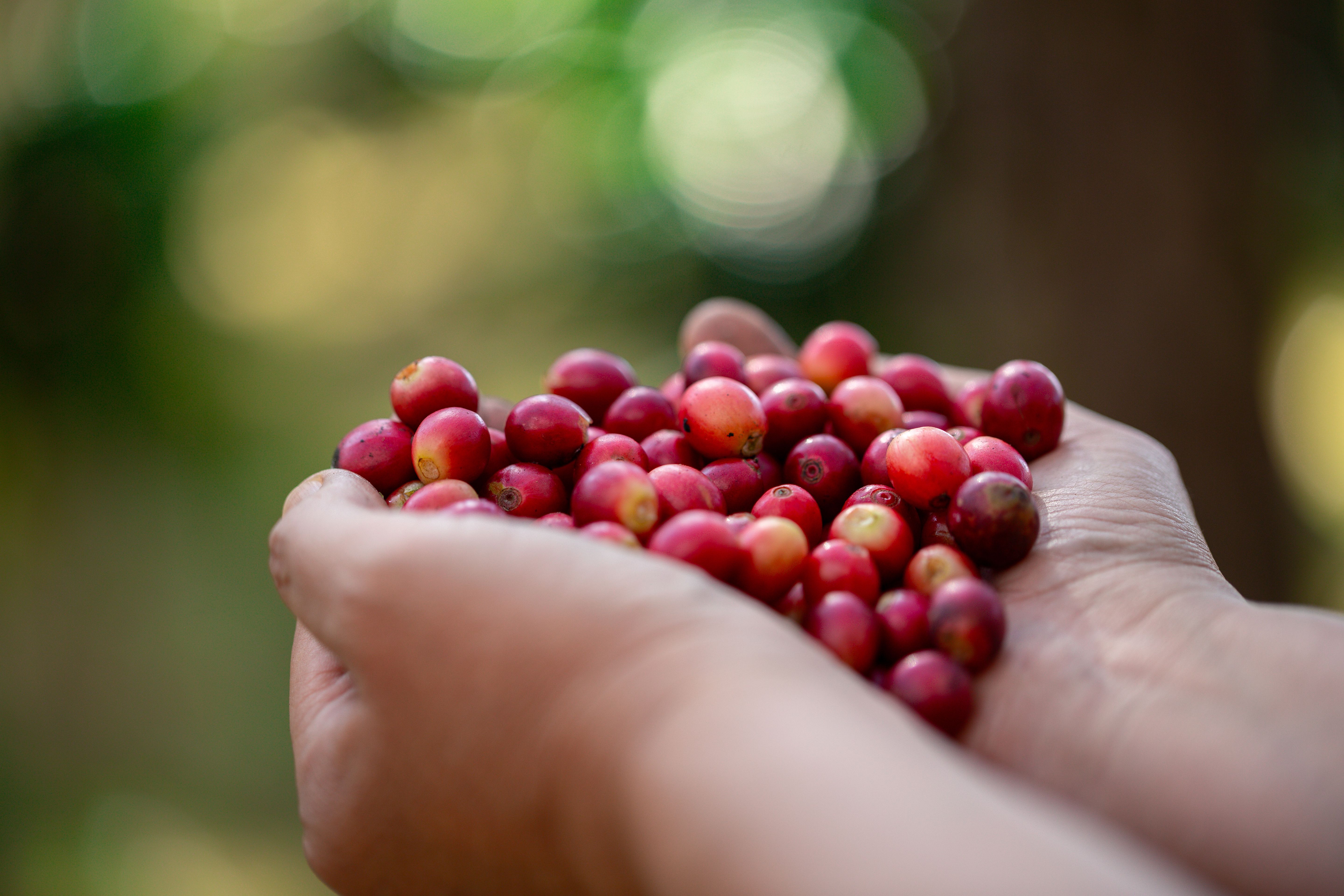 local coffee farmers