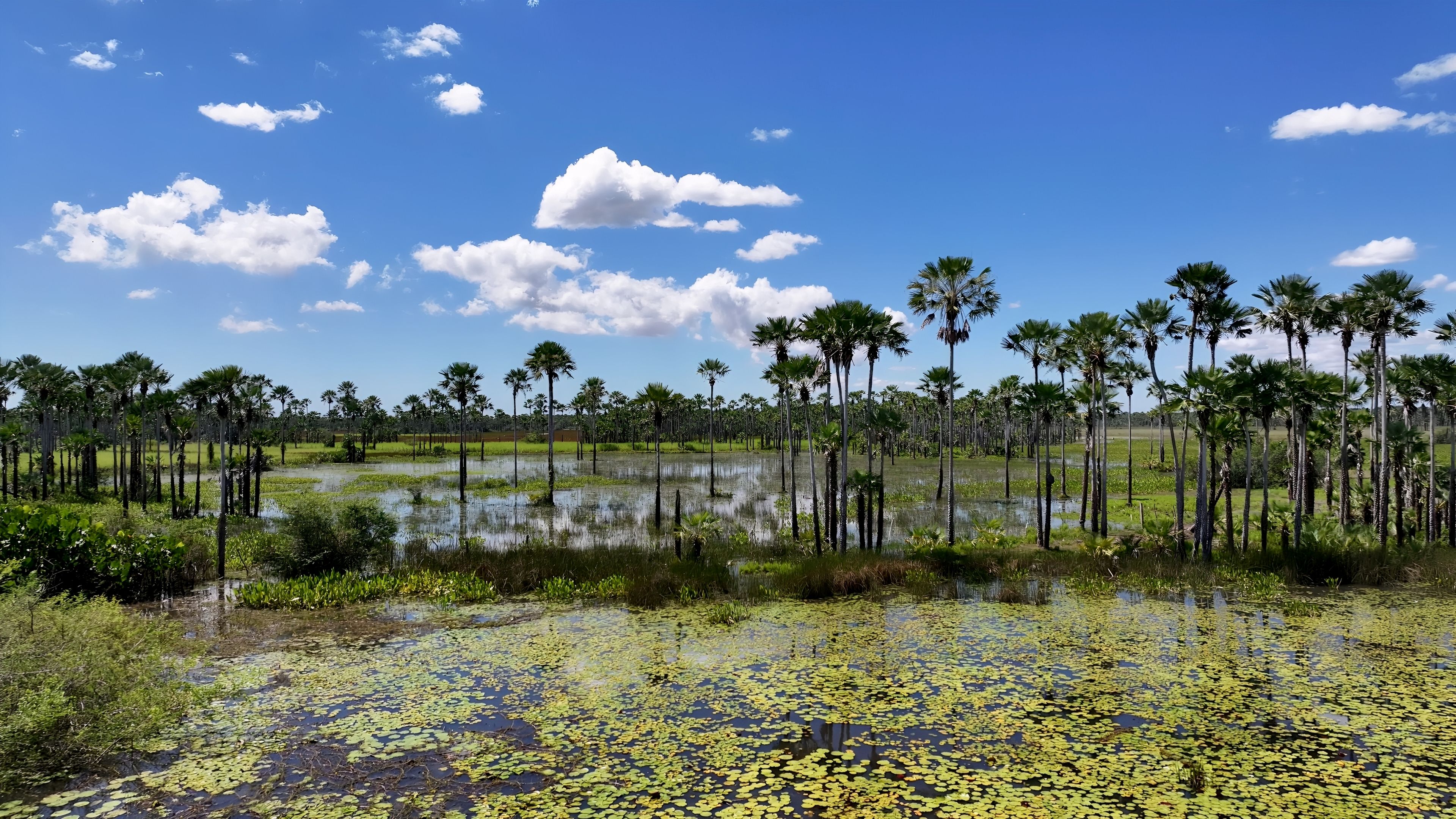 wetland conservation
