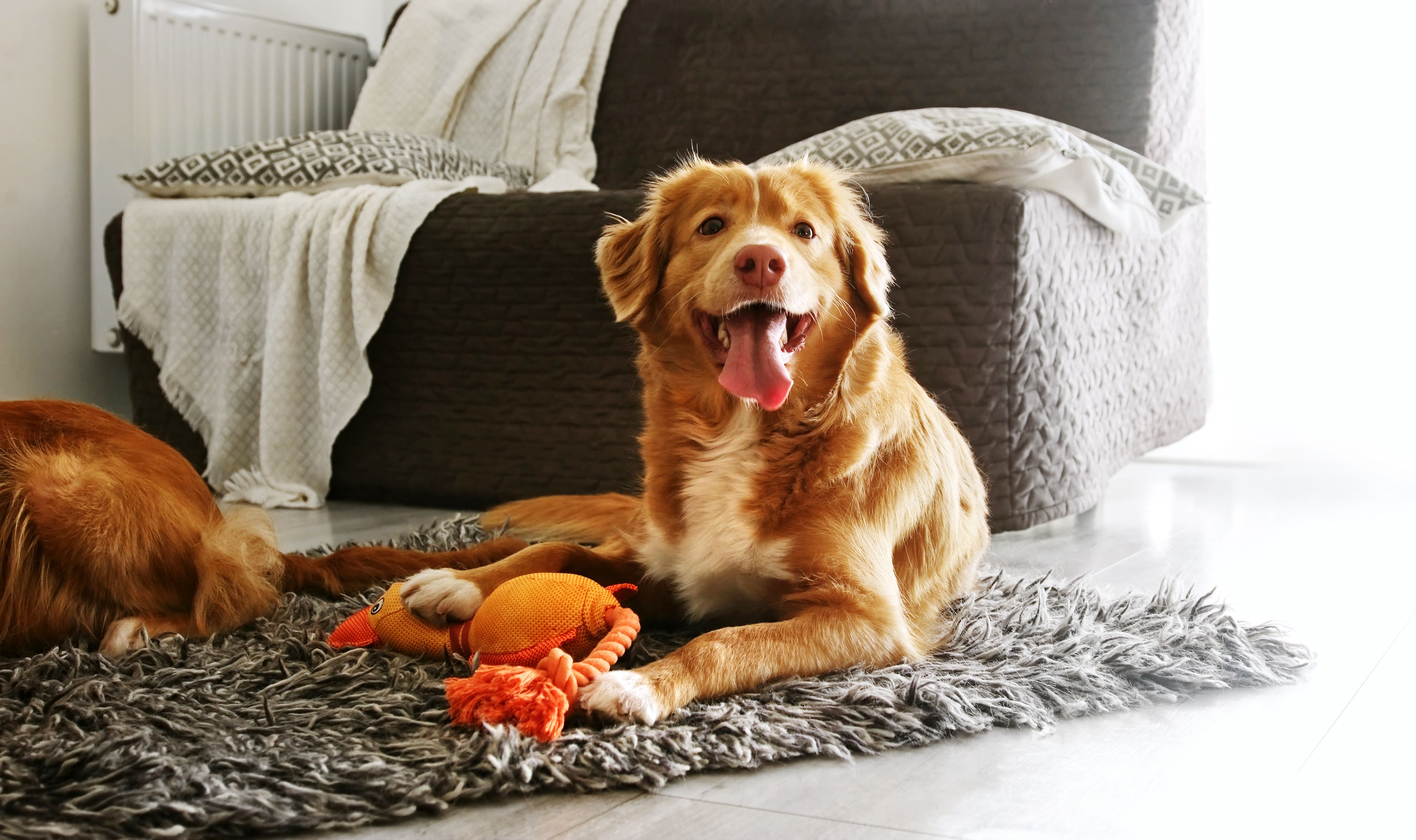 dogs playing