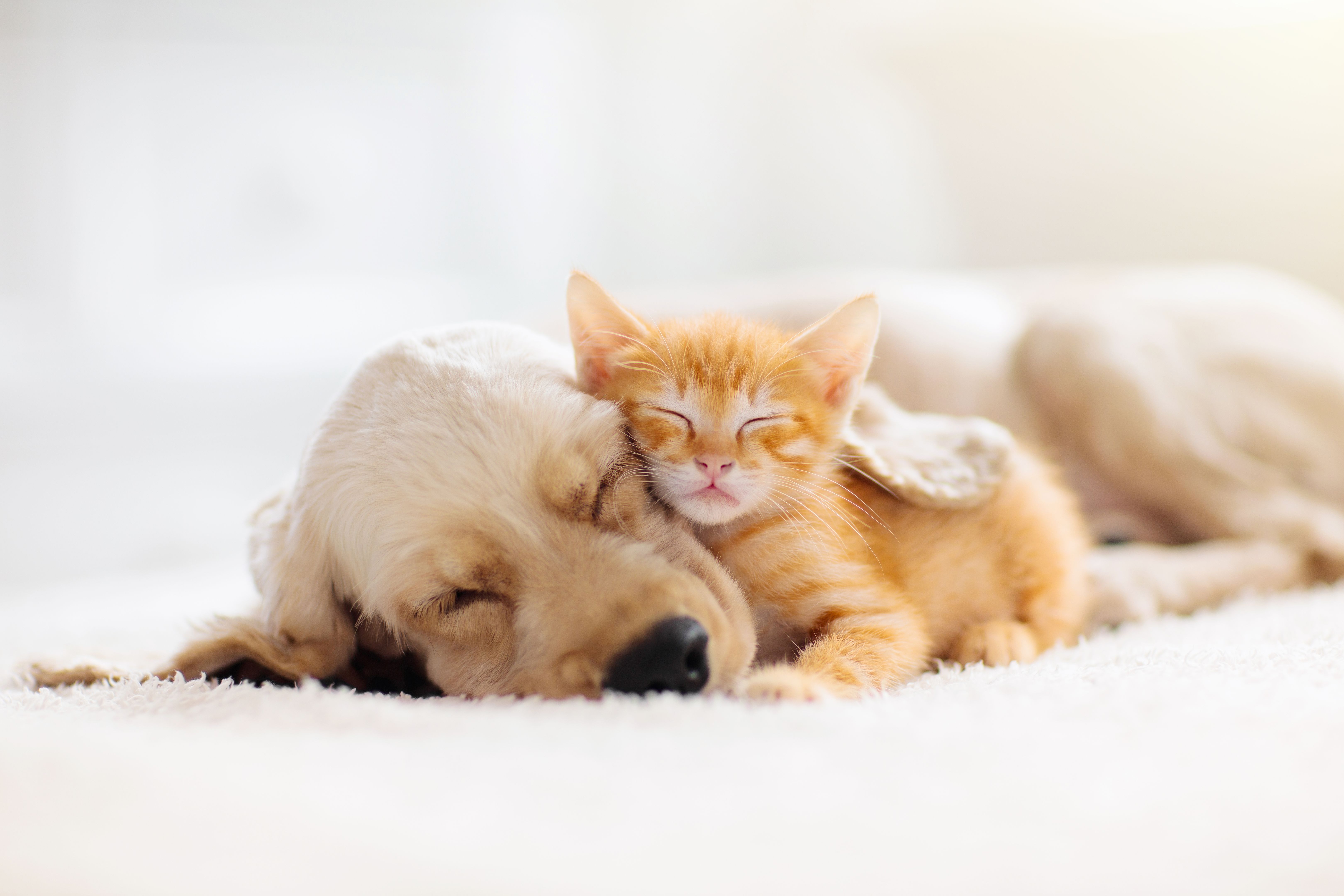 pet comfort