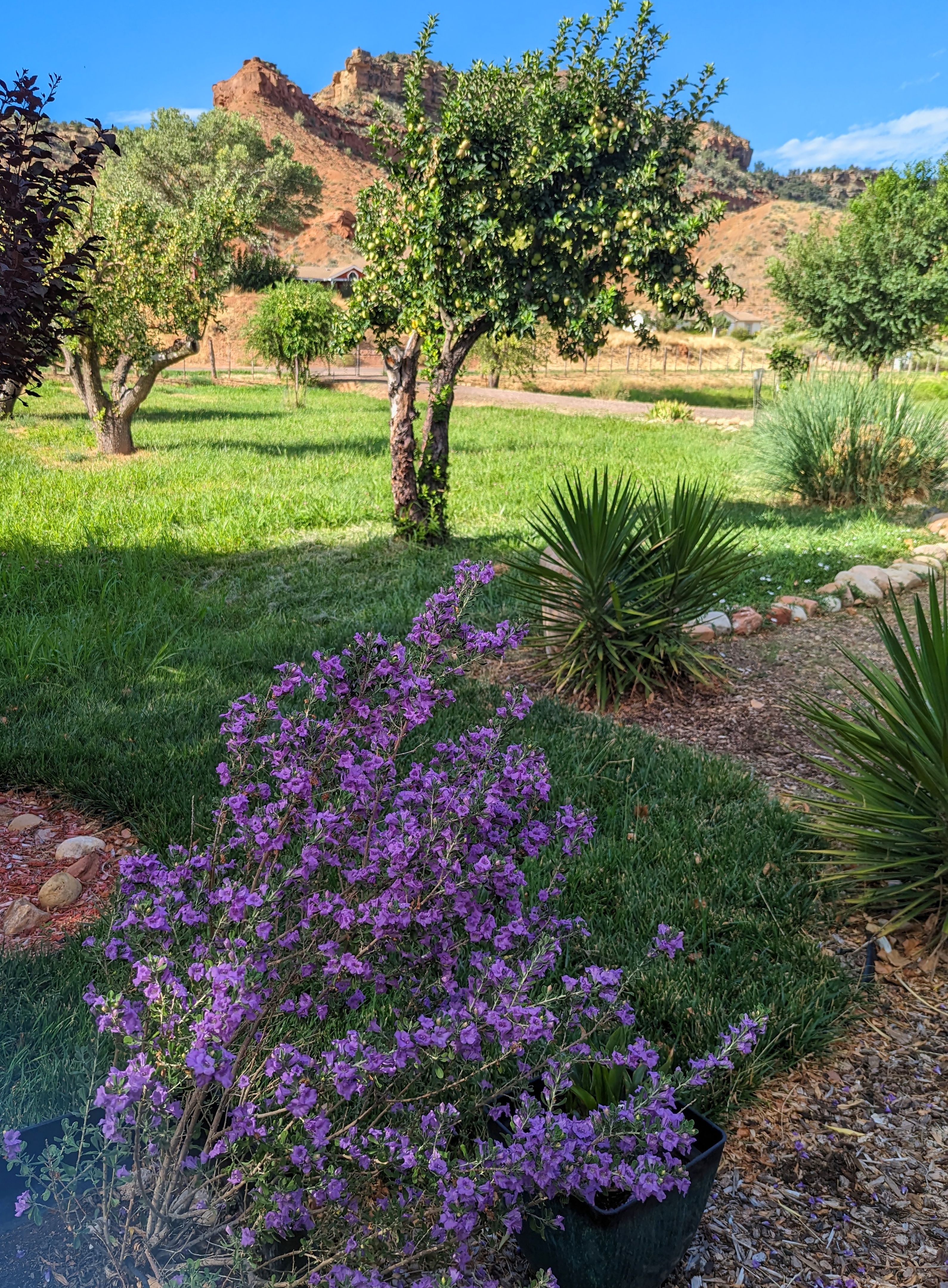 Murrieta garden