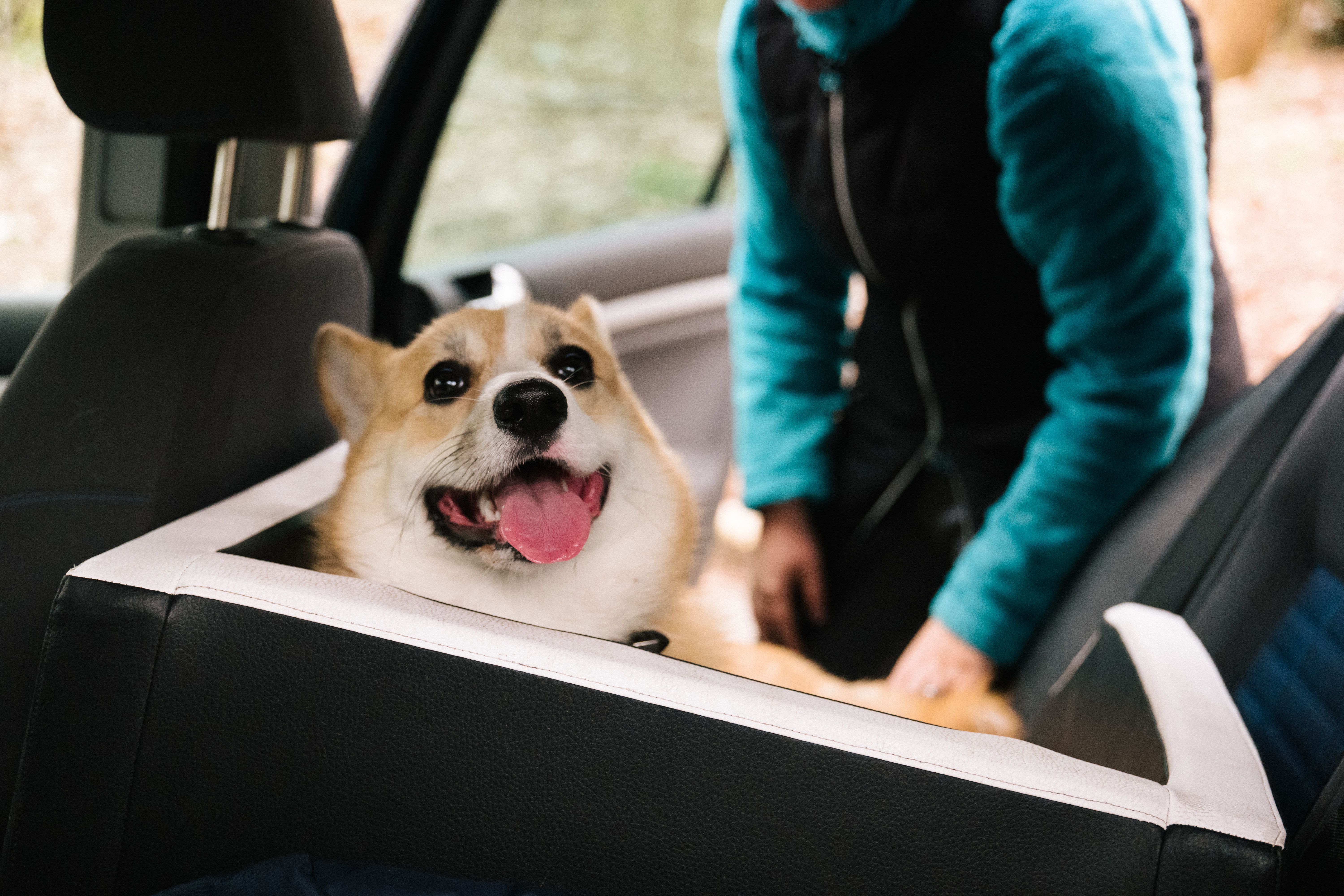 依照家中狗/貓的體型和活動度,選擇最適合的汽車安全措施(大小型犬貓適用的都不同) 依照家中狗/貓的體型和活動度,選擇最適合的汽車安全措施(大小型犬貓適用的都不同)