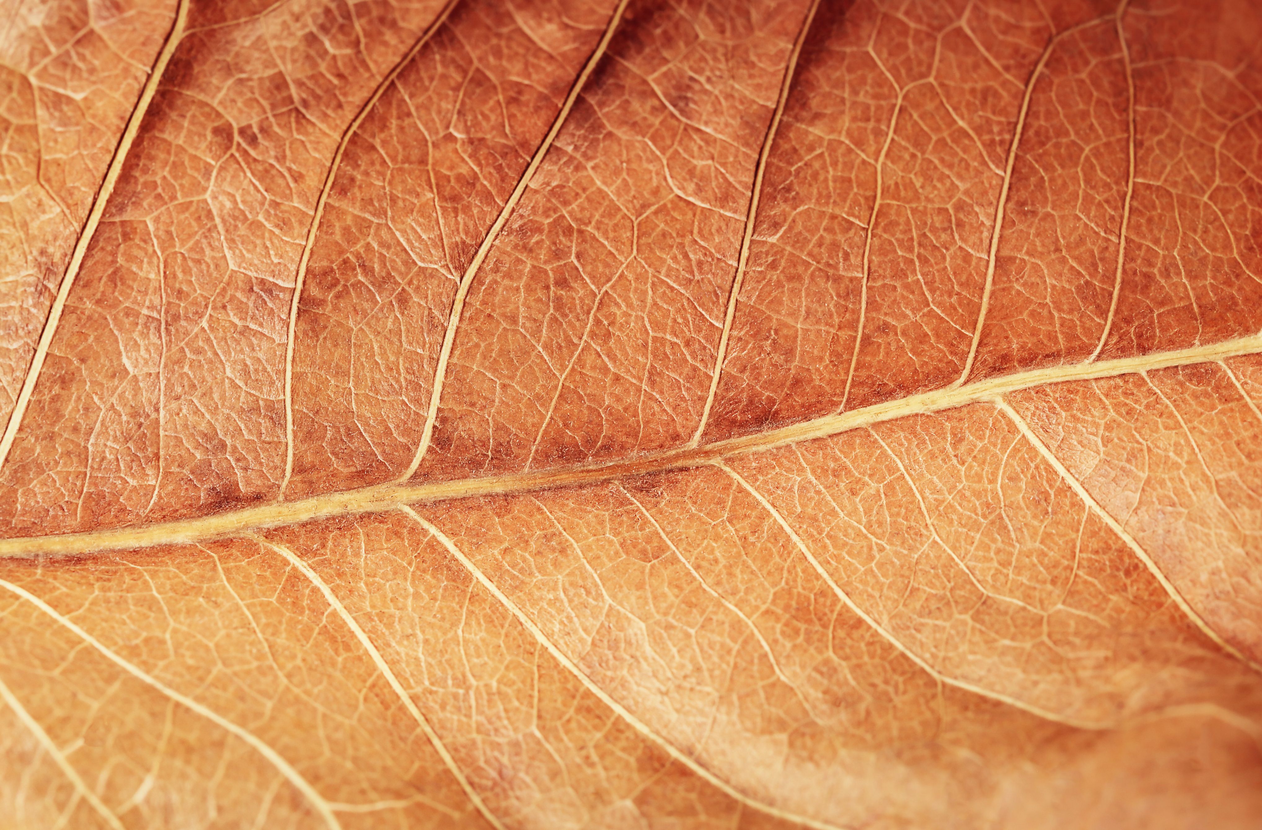close up fall leaves