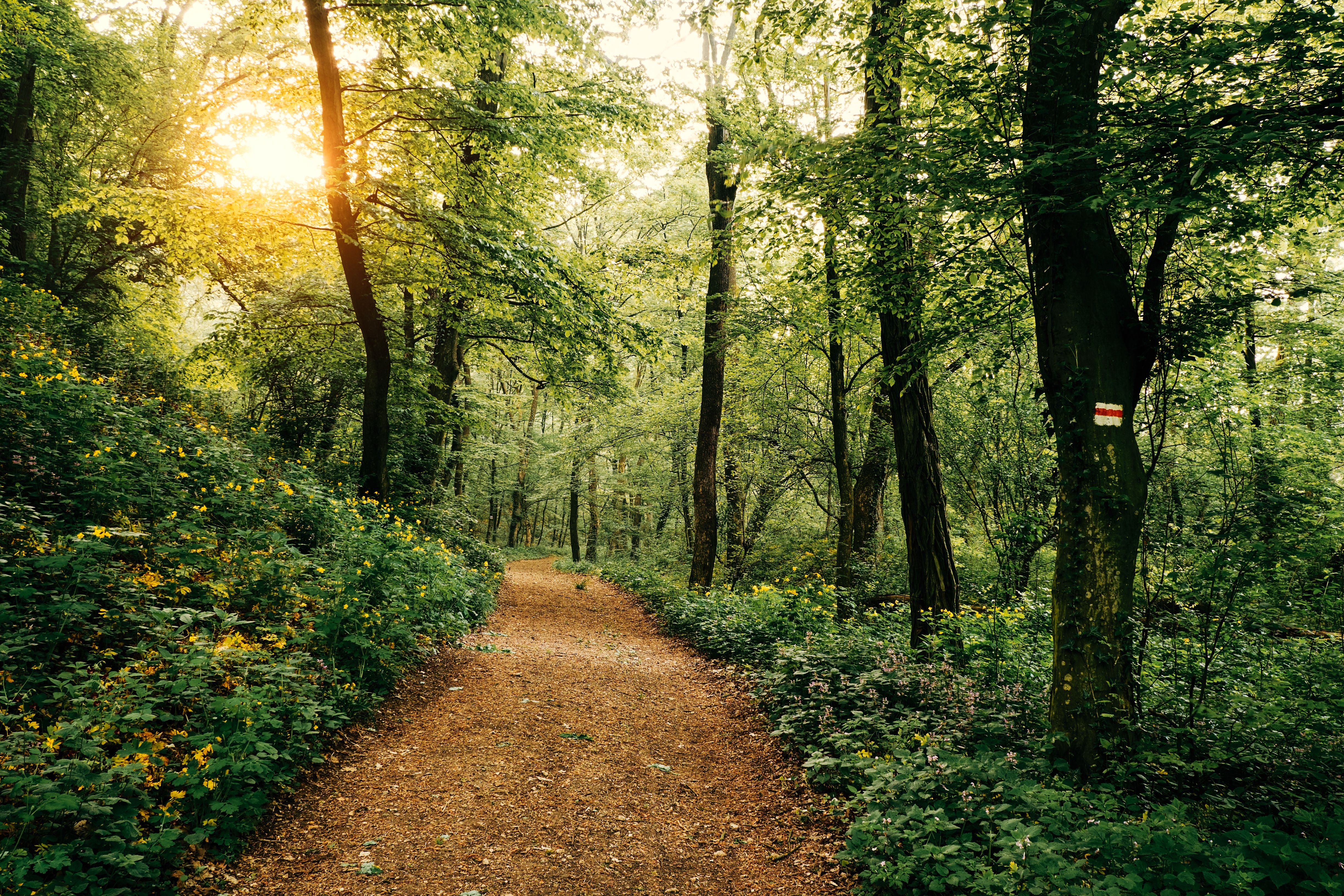 walking trail