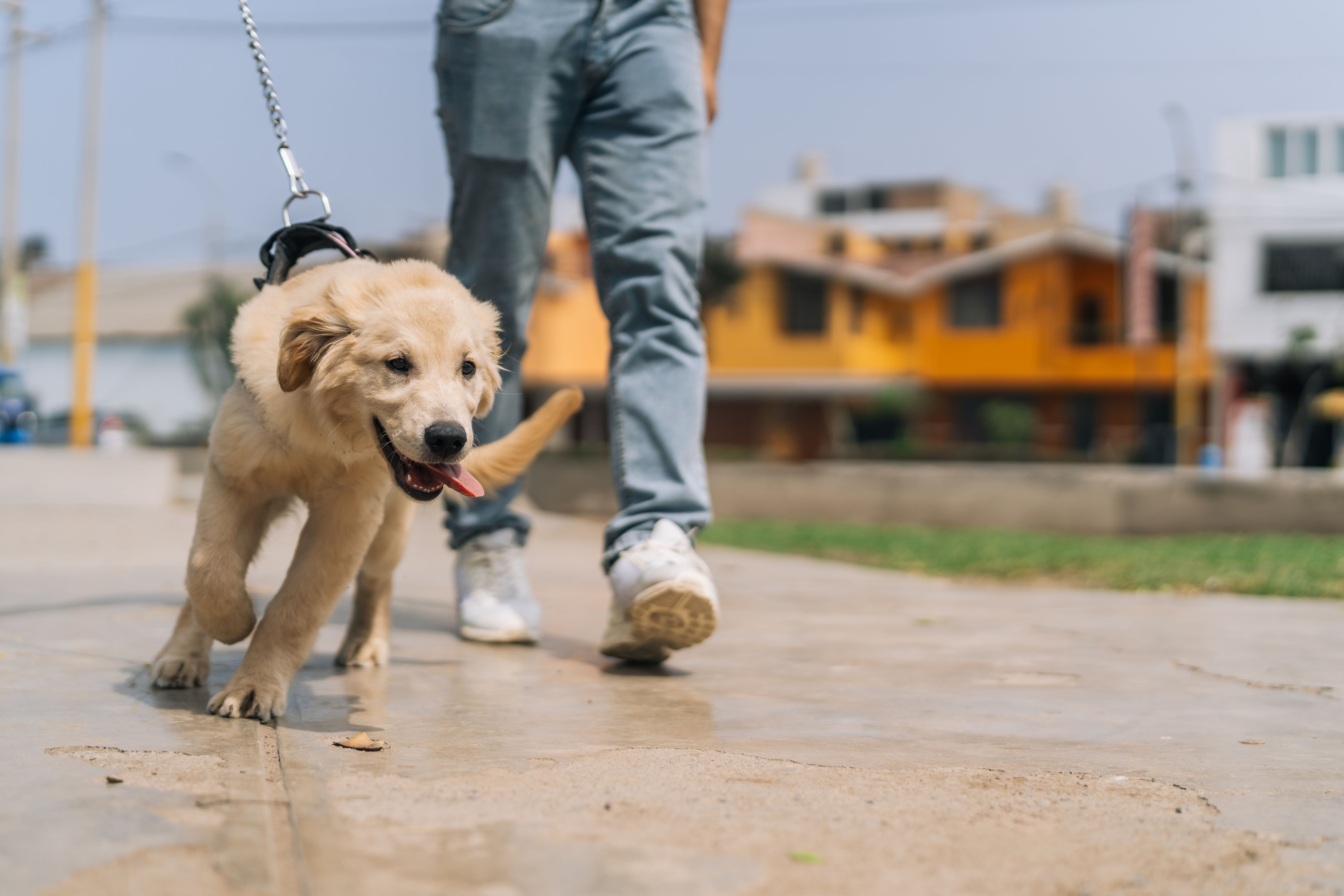 Puppy dog pulling on the leash walking with the owner