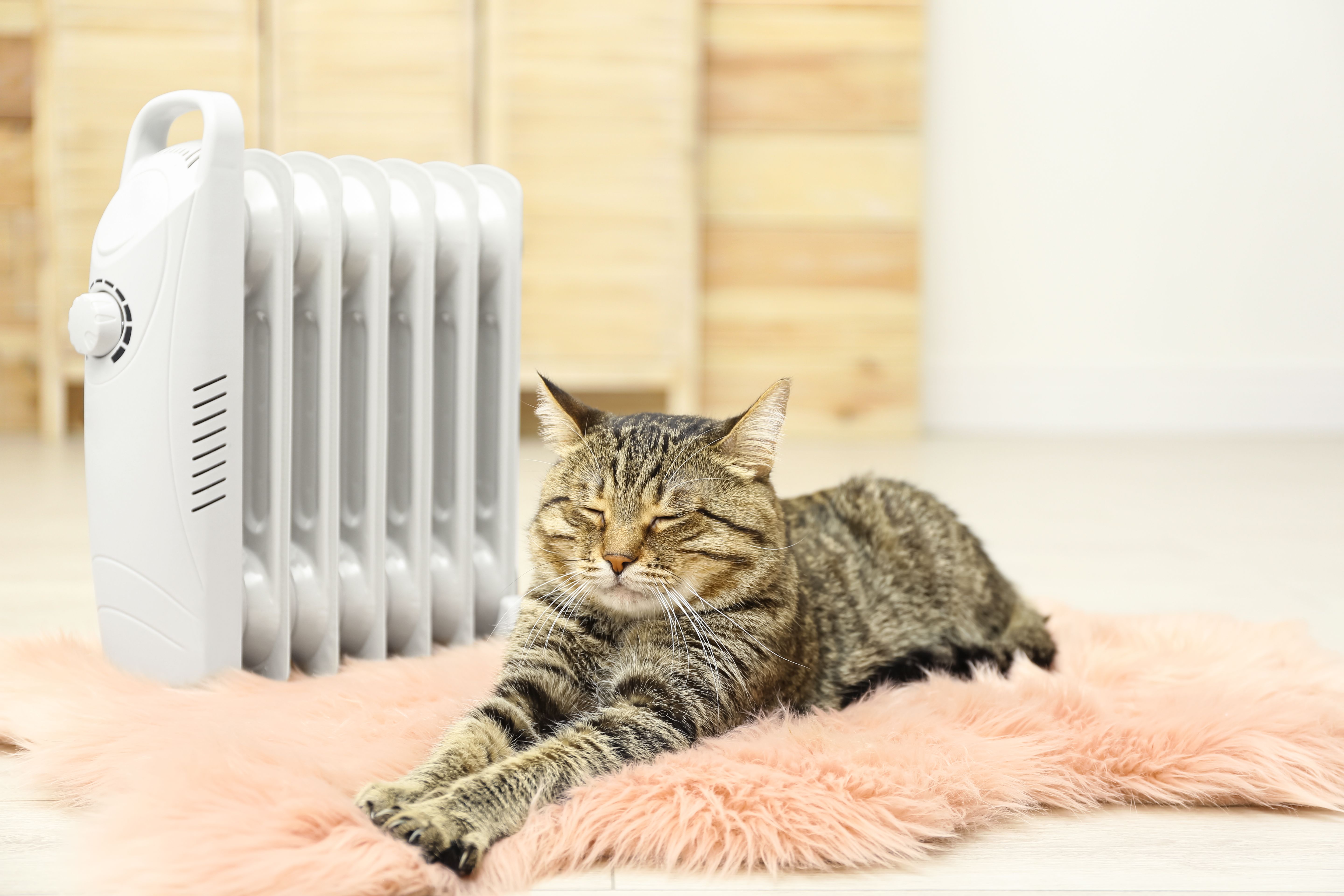 cat near heater