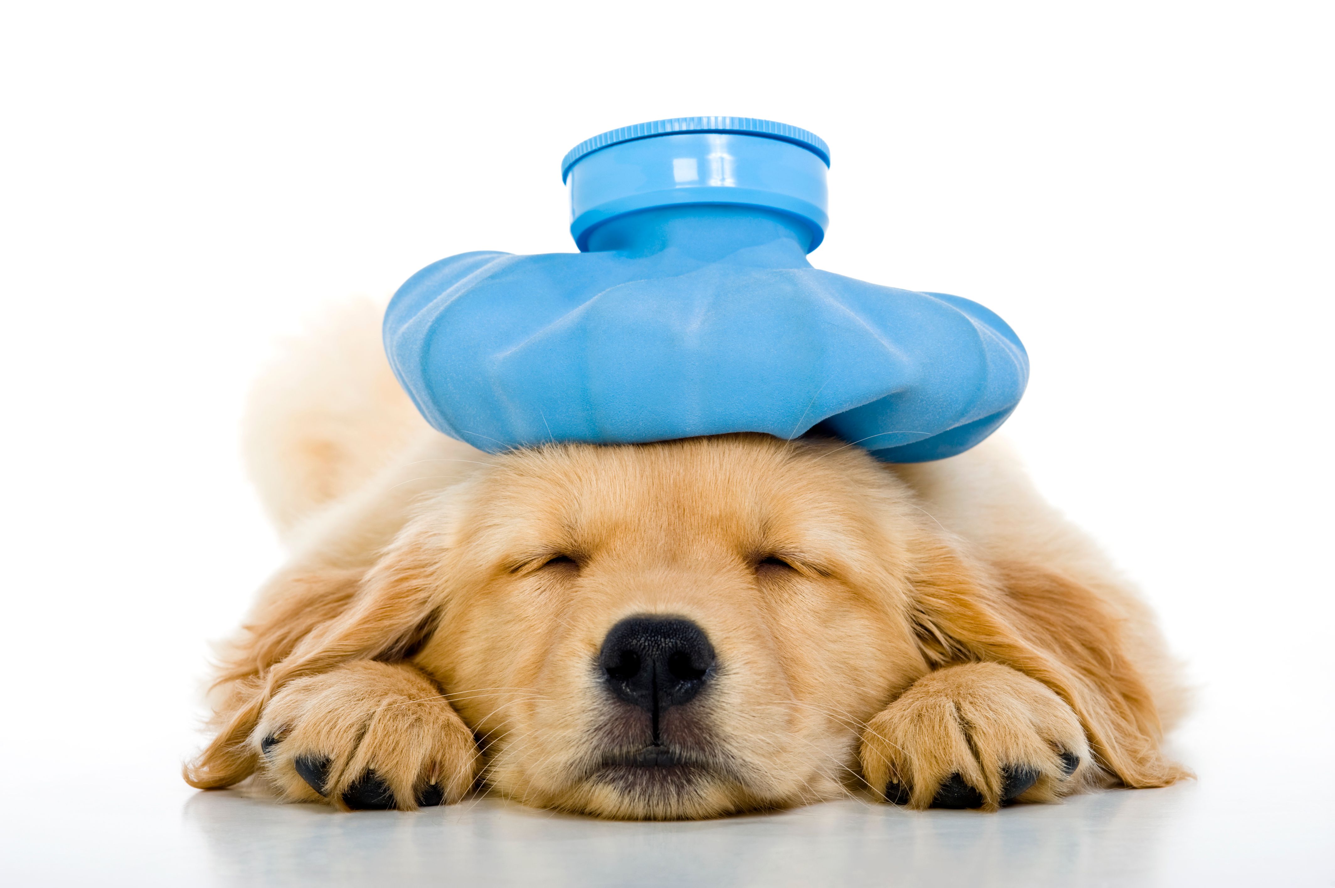 Sick young puppy with ice bag on head, white background Sick young puppy with ice bag on head, white background