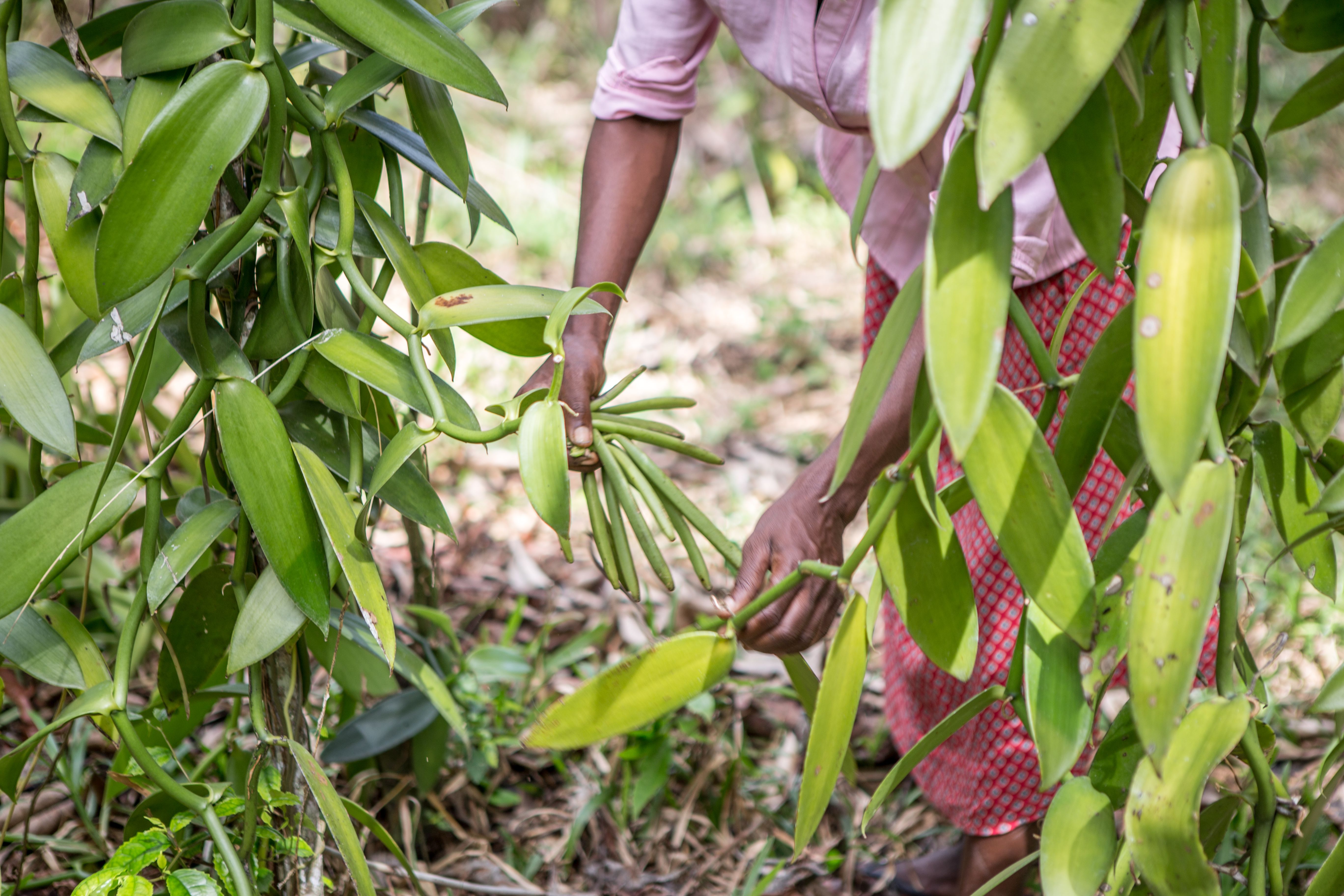 madagascar agriculture