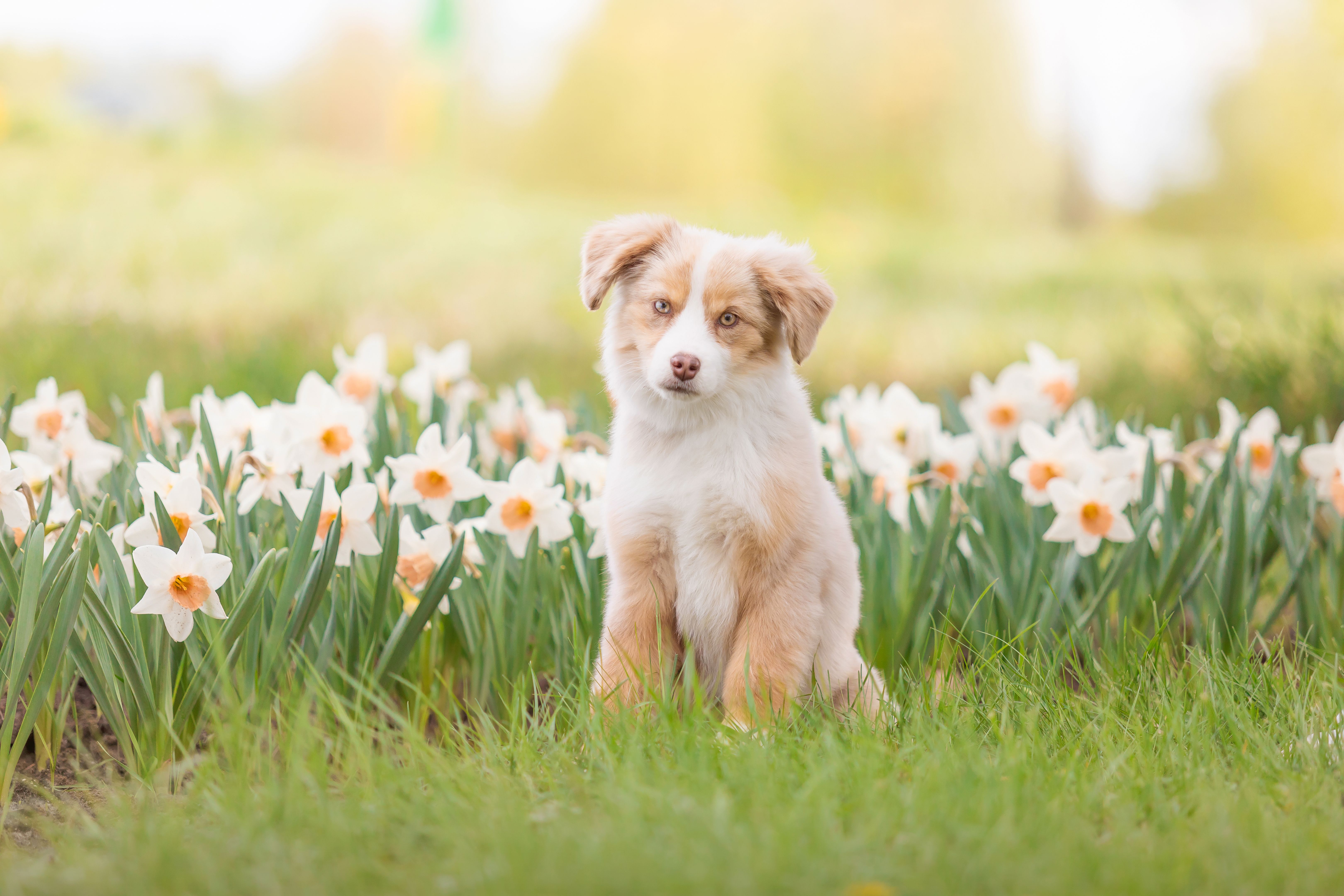 australian shepherd puppy