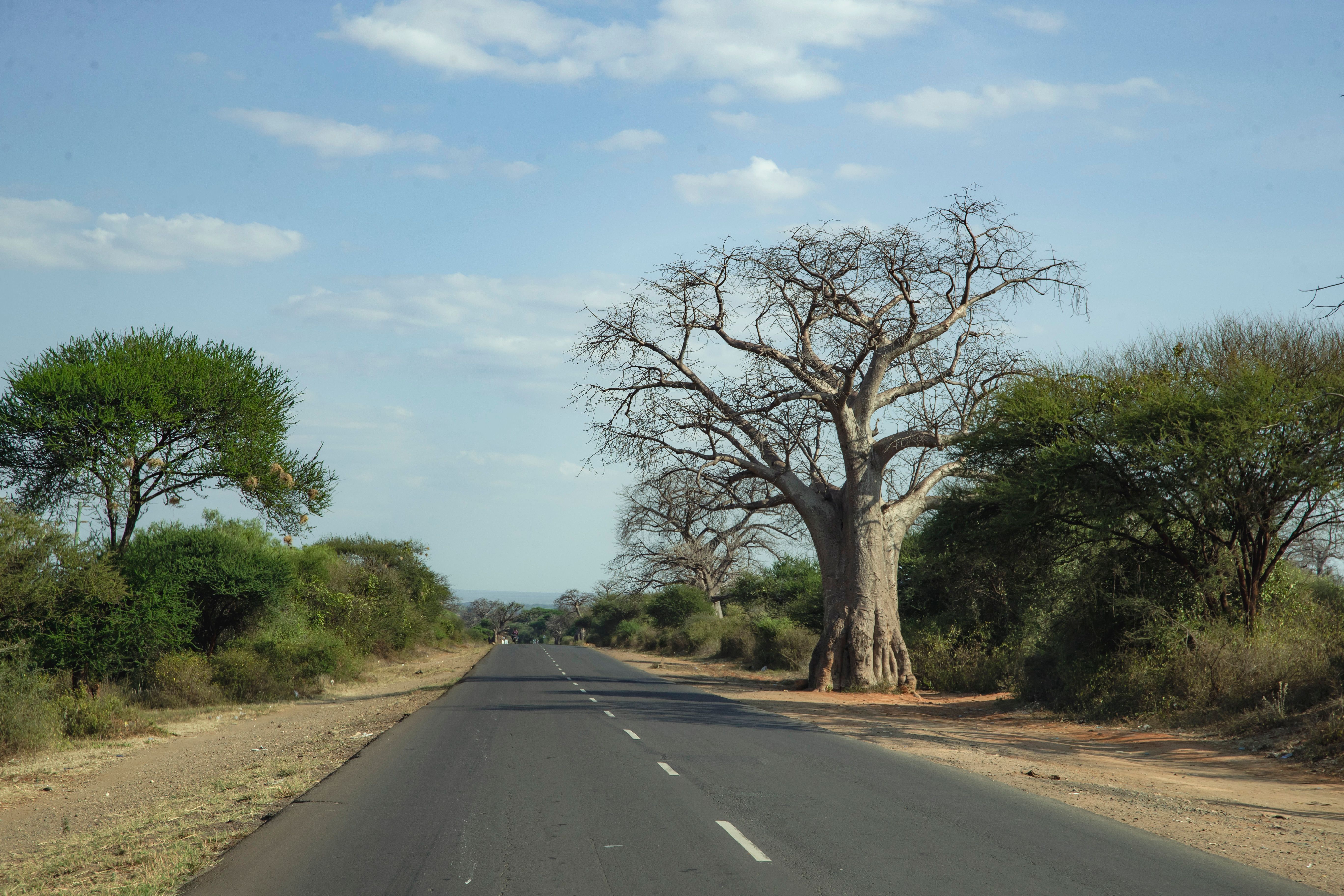 baobab trees