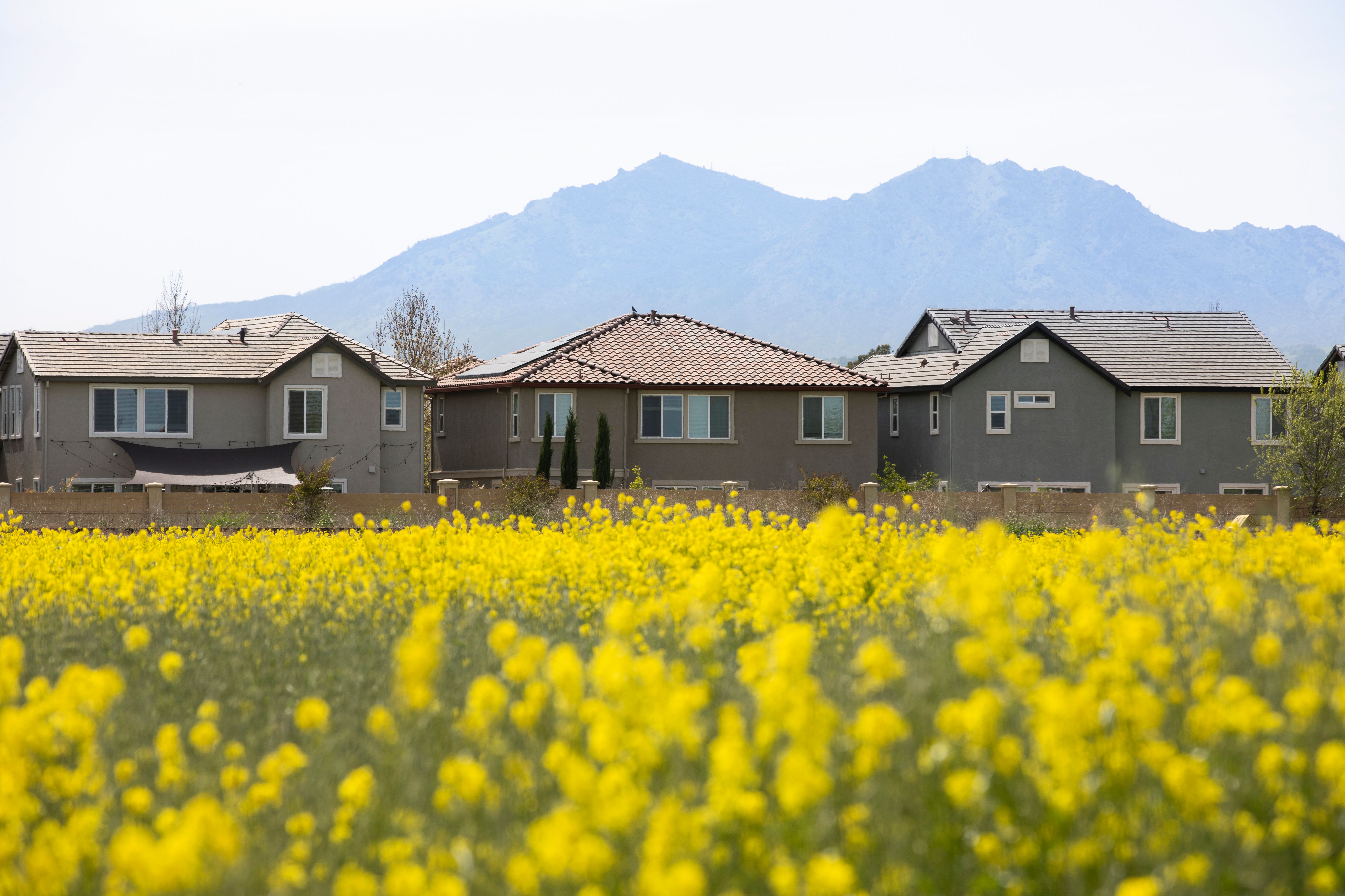 Brentwood California Houses Flower Field and Mount Diablo