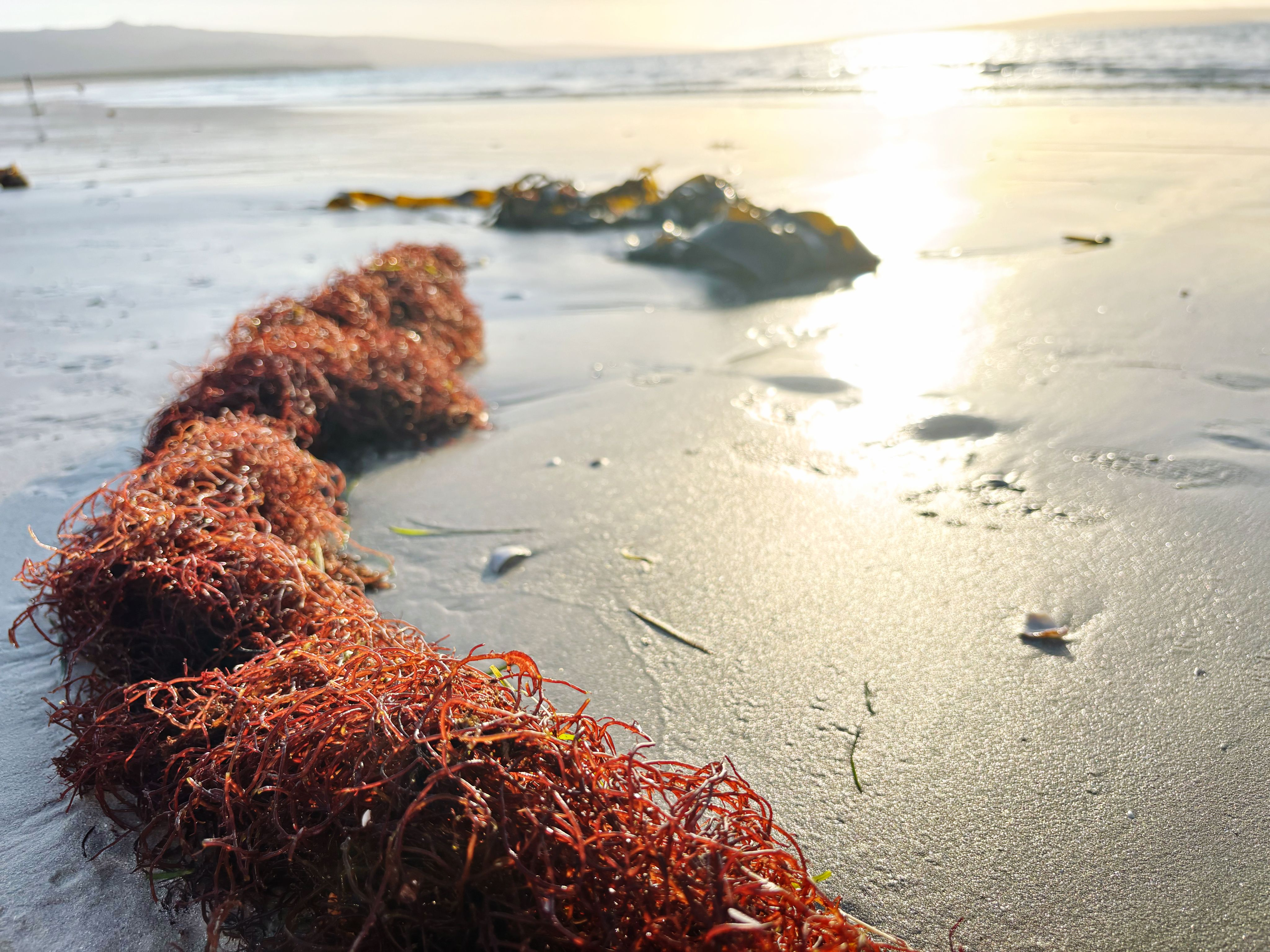 Seagrass on the beach with the sunbeam shining on the sand. Low tide on the beach on a summer hot afternoon. Natures window. focus on the foreground. Sustainable lifestyle. Seagrass on the beach with the sunbeam shining on the sand. Low tide on the beach on a summer hot afternoon. Natures window. focus on the foreground. Sustainable lifestyle.