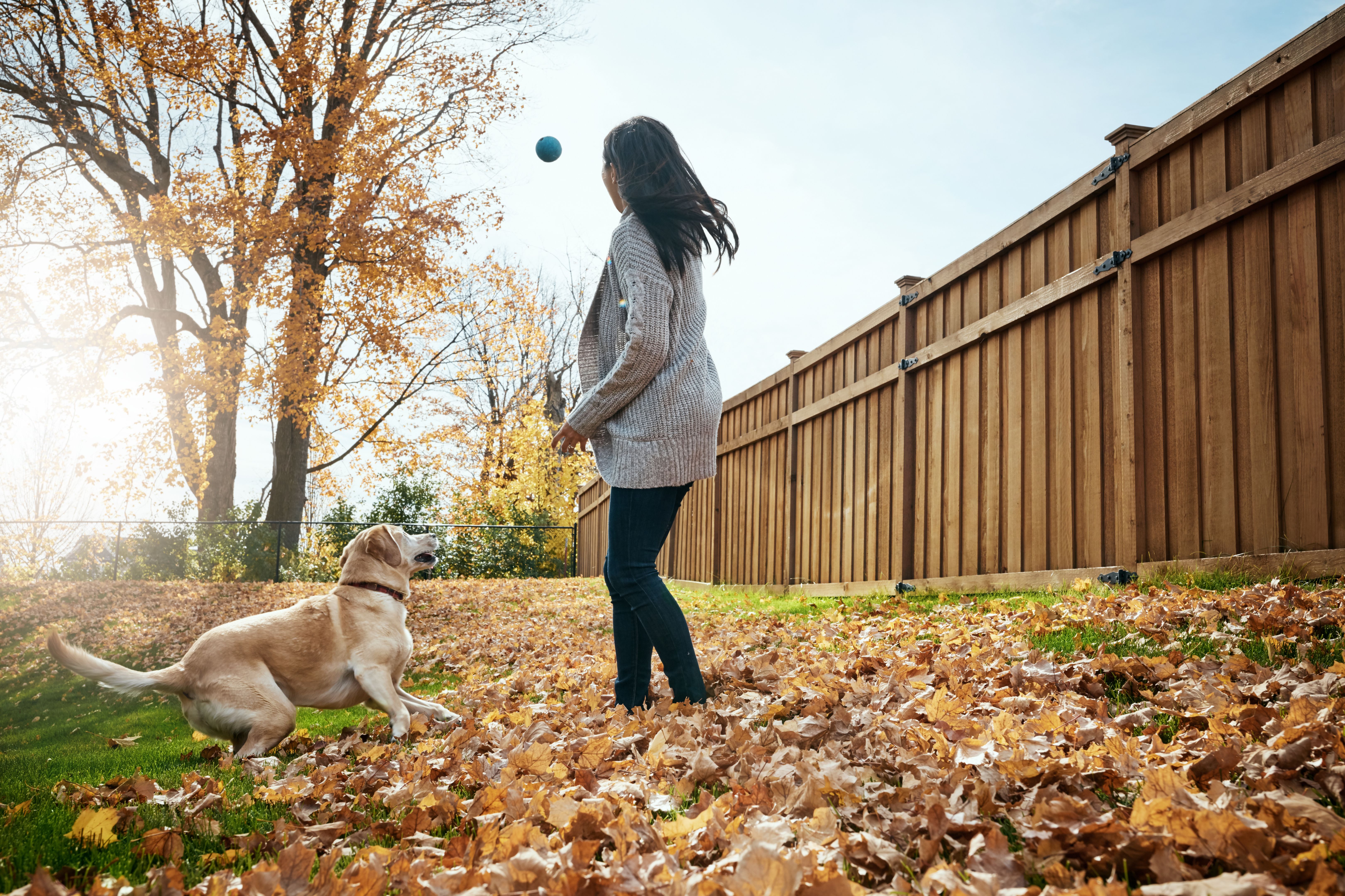 pet playing leaves