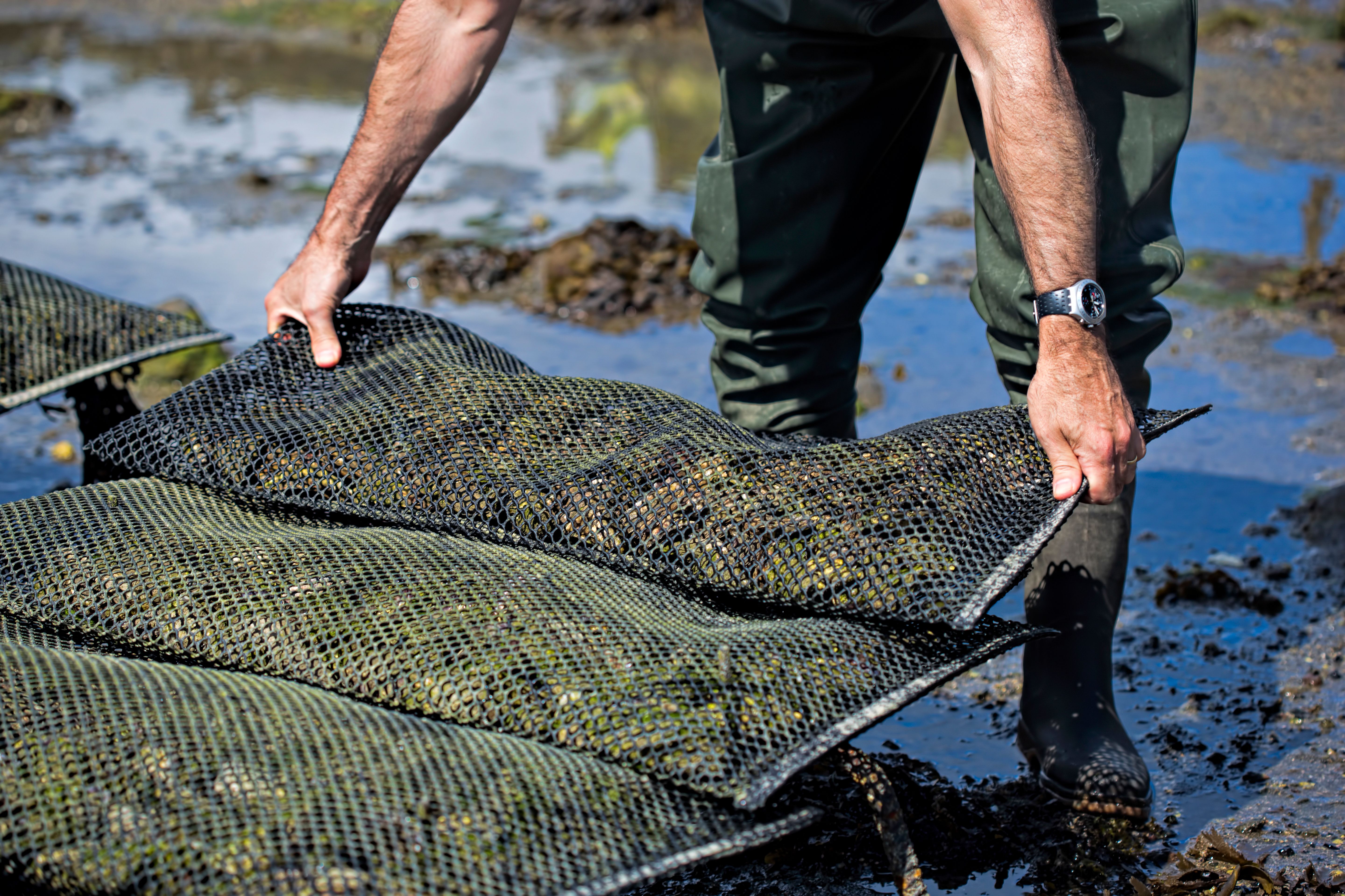 Worker on the oyster farm