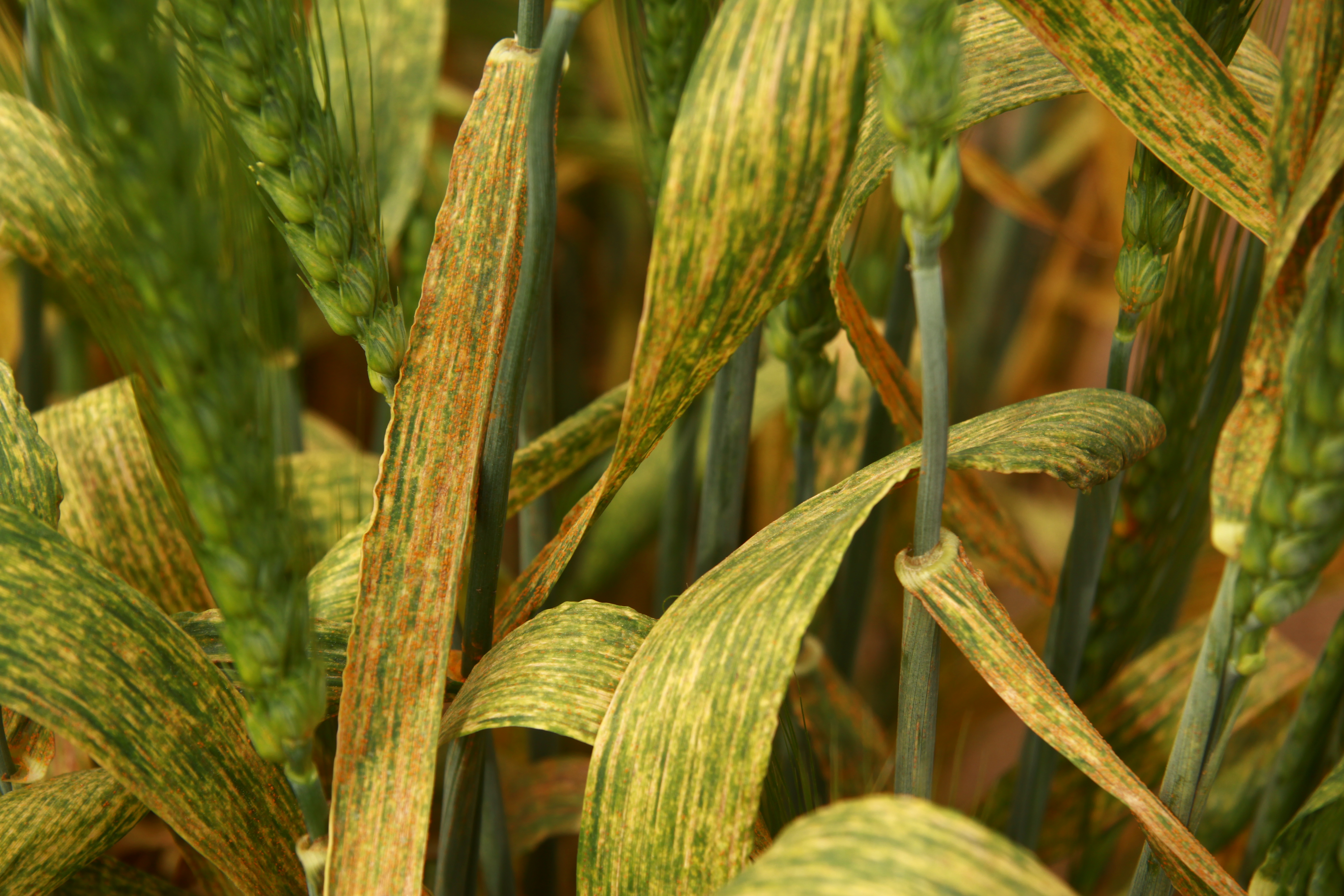Wheat Diseases Wheat Diseases