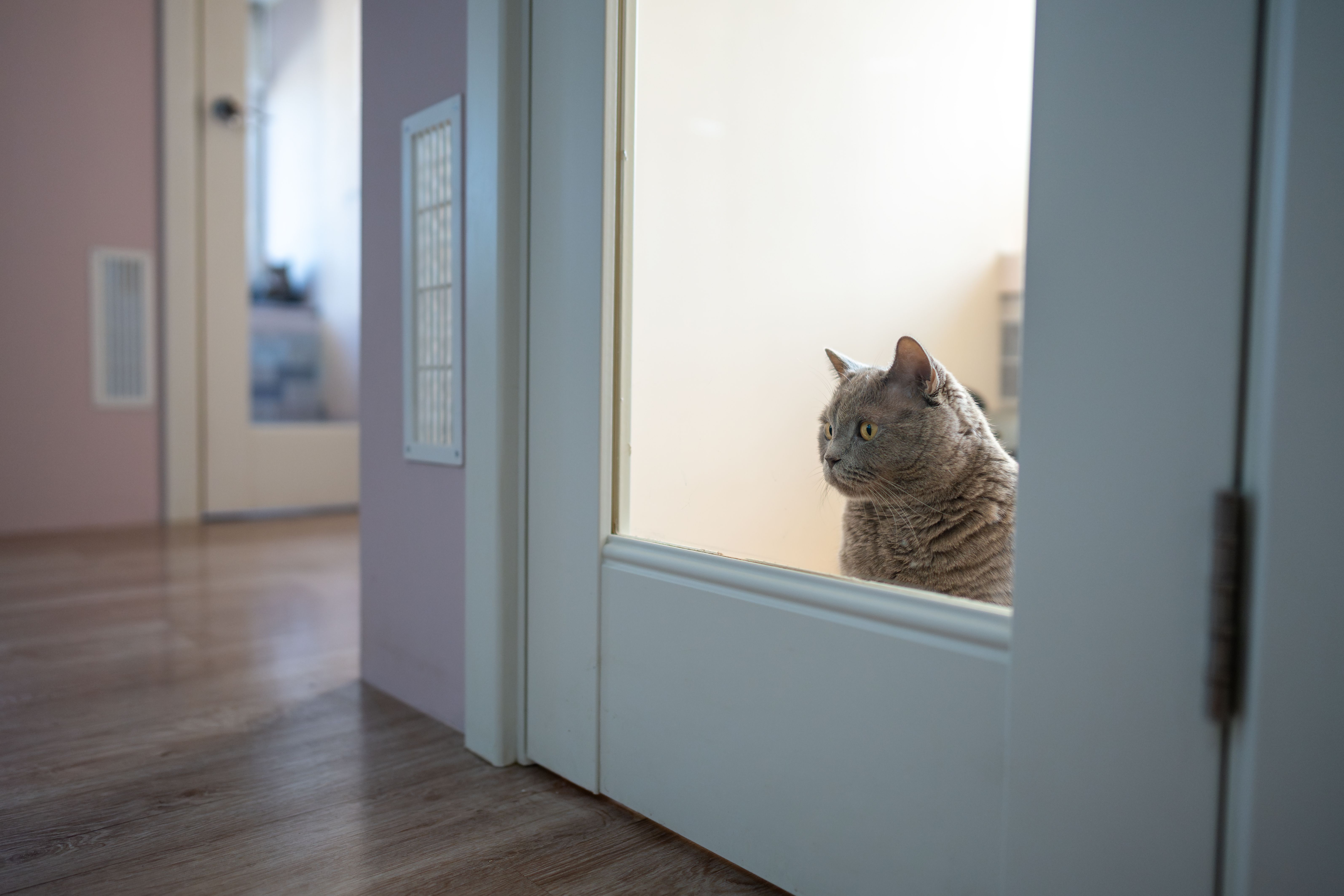 cat in boarding facility