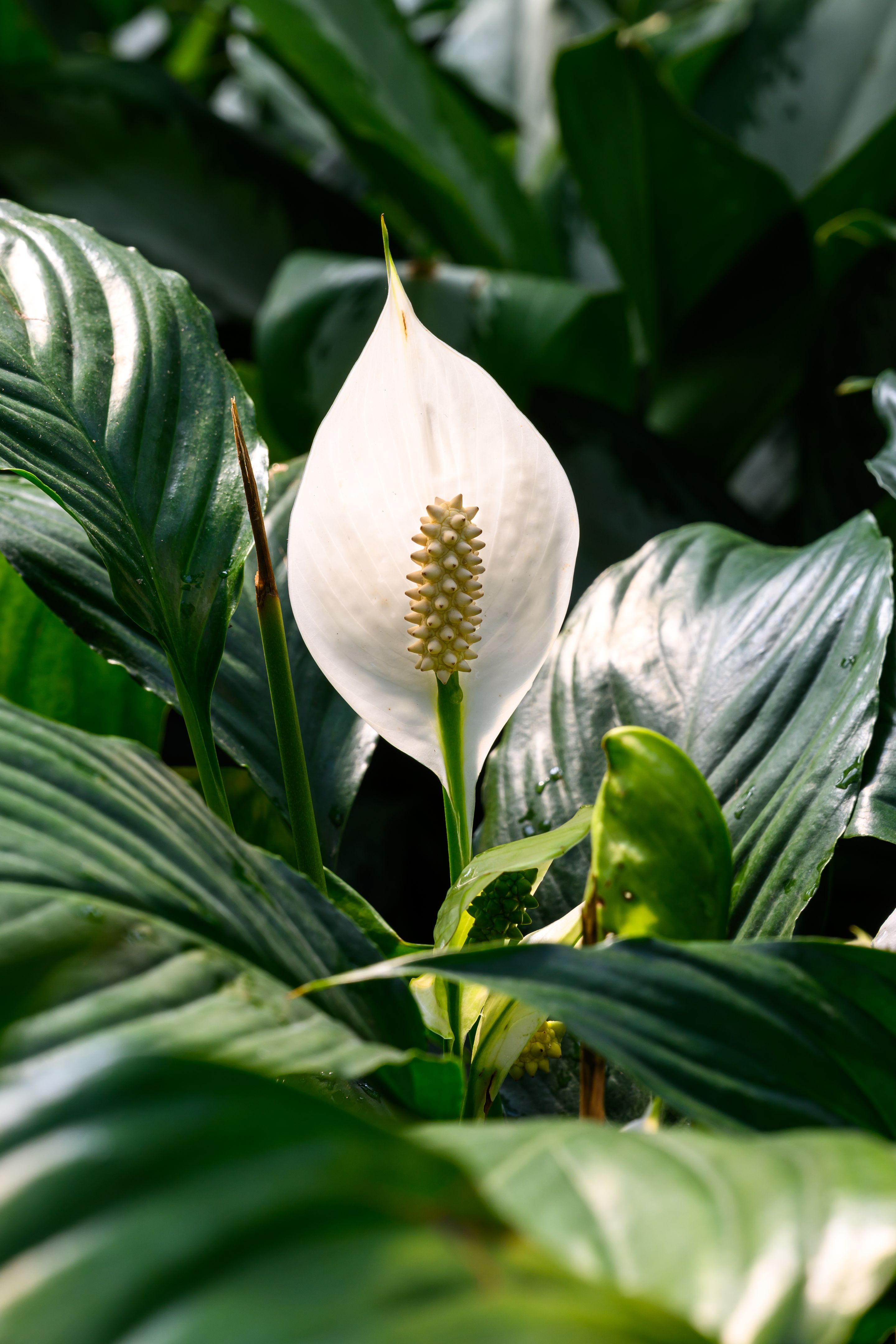 peace lily