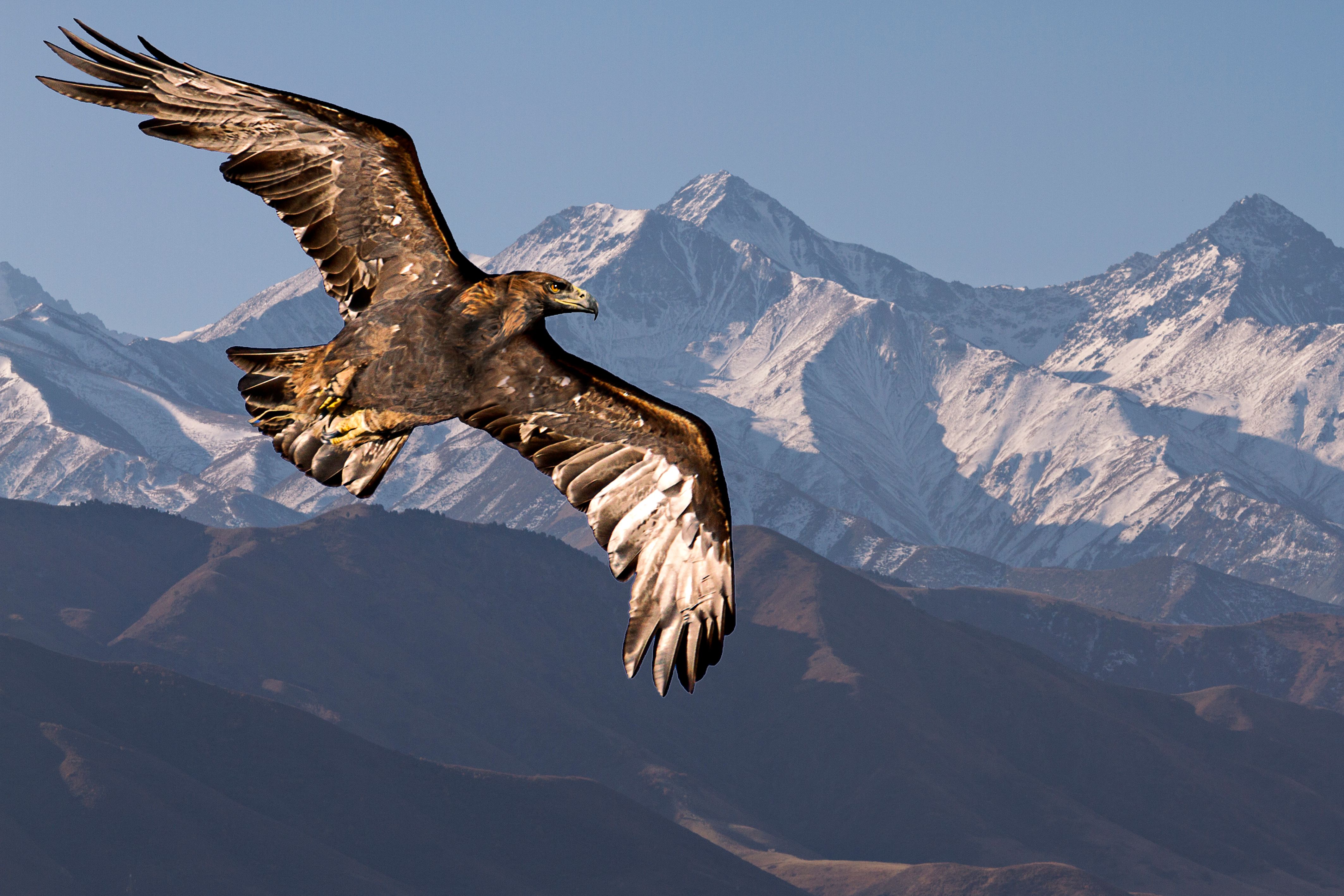 Golden eagle in flight in Mongolia
