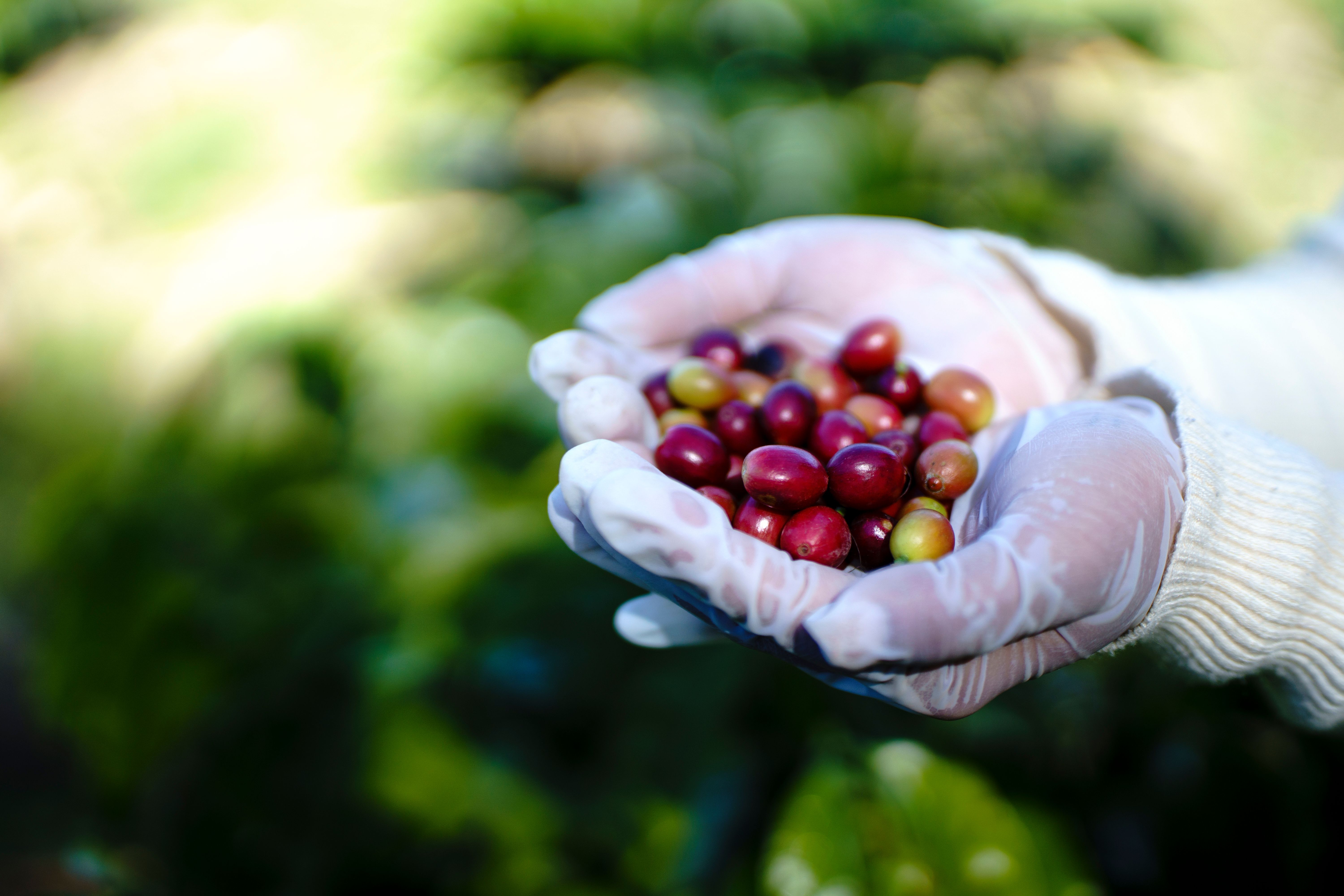 organic coffee farm