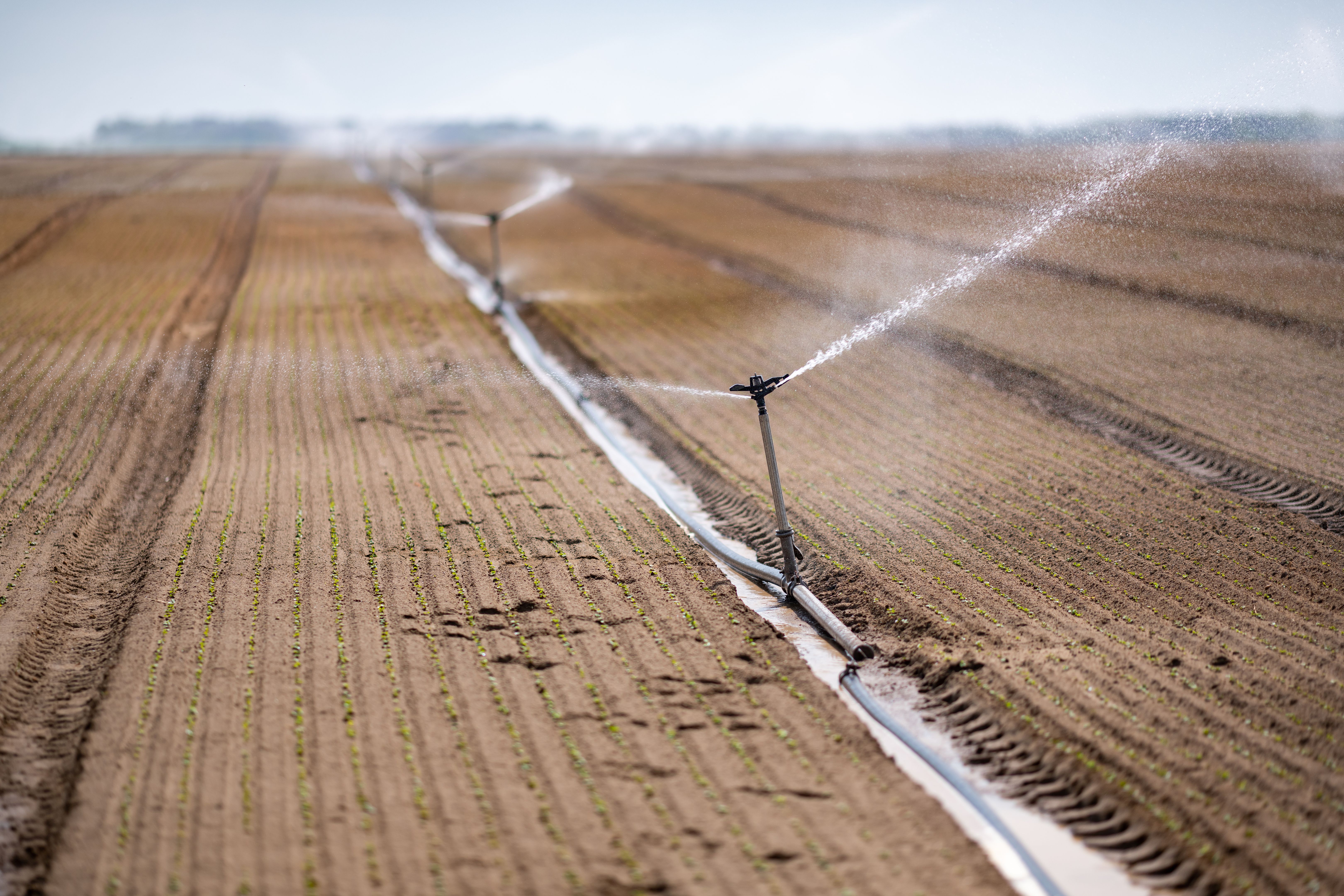 drought irrigation